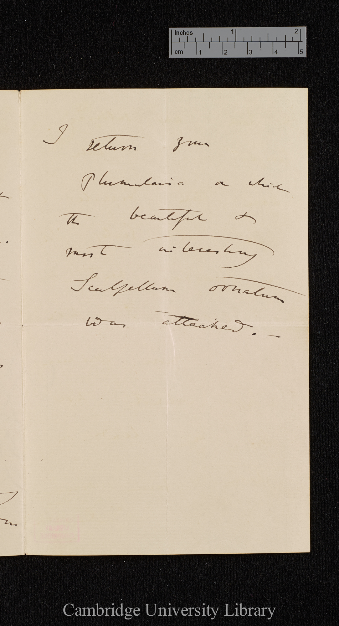 Charles Robert Darwin to James Scott Bowerbank