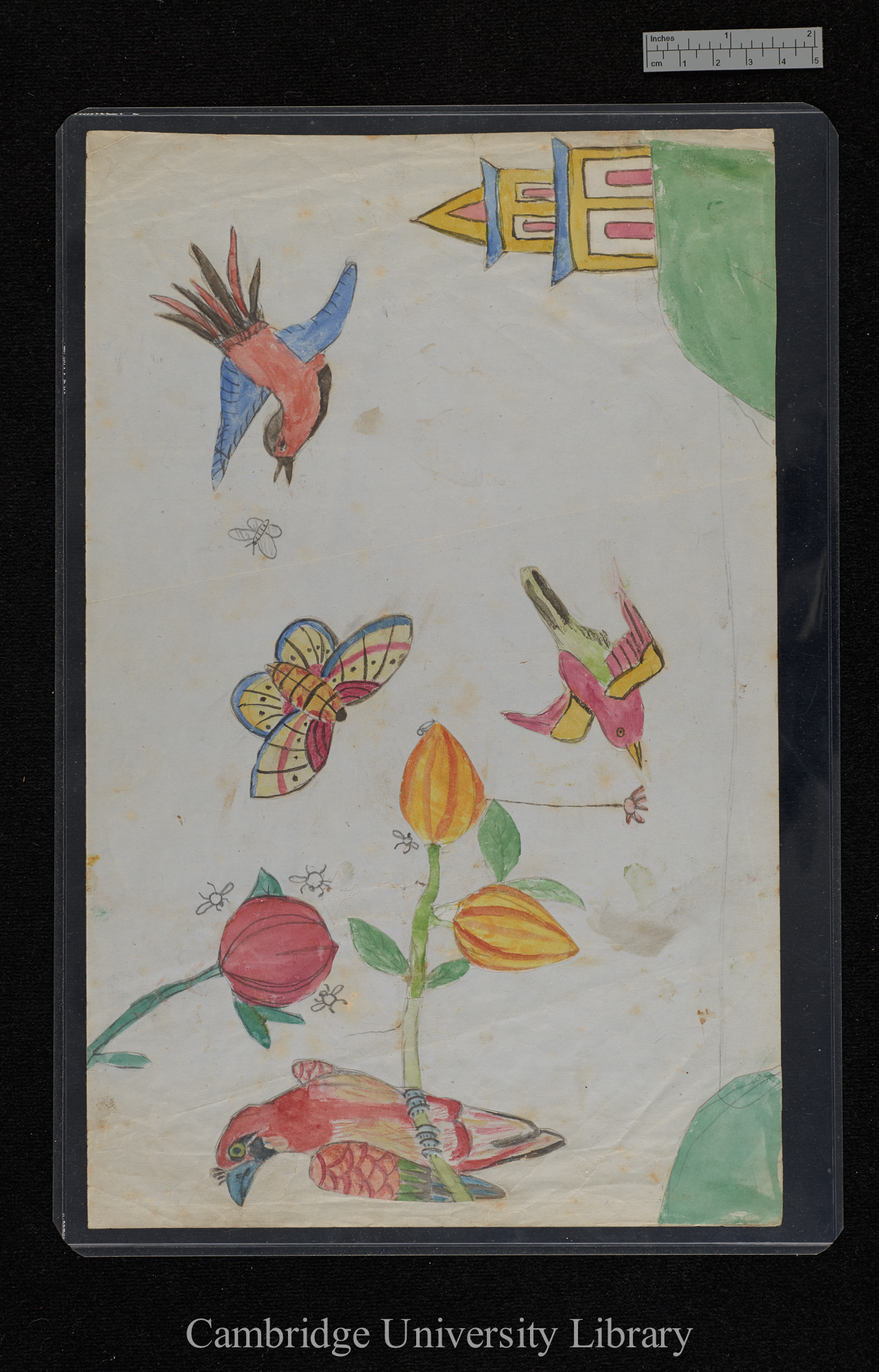 Drawing: Birds and Butterfly