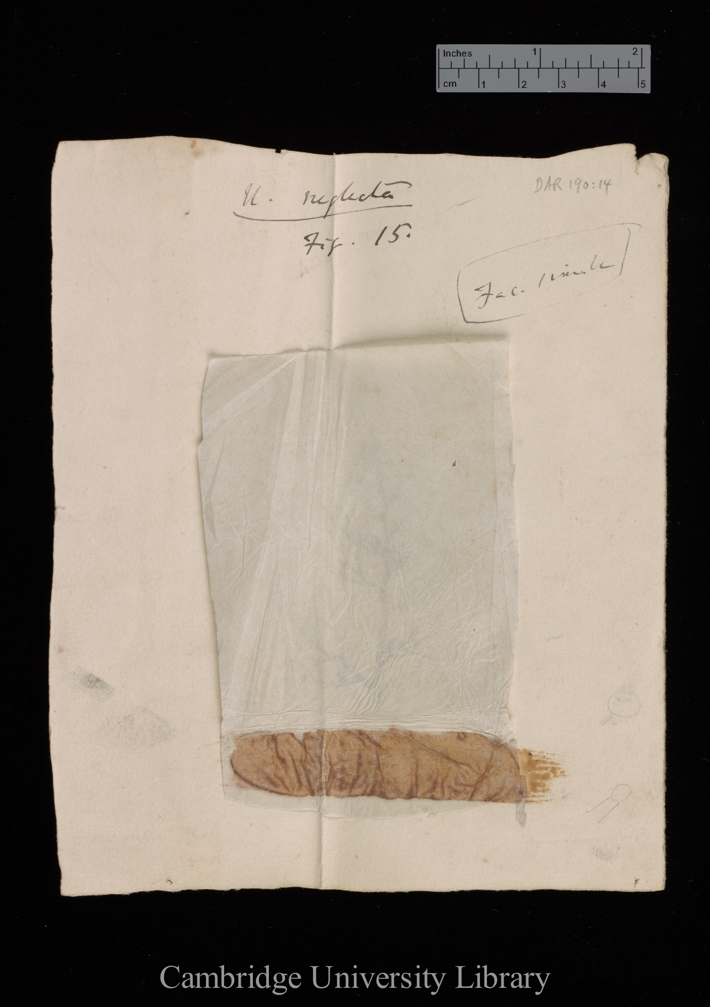 original numbered fig. 15 [tissue cover in situ]