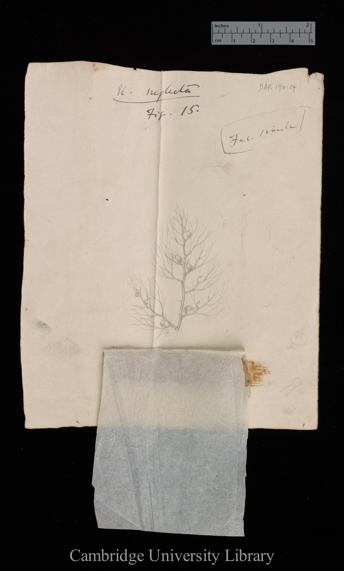 original numbered fig. 15 [tissue cover lifted (to below)]