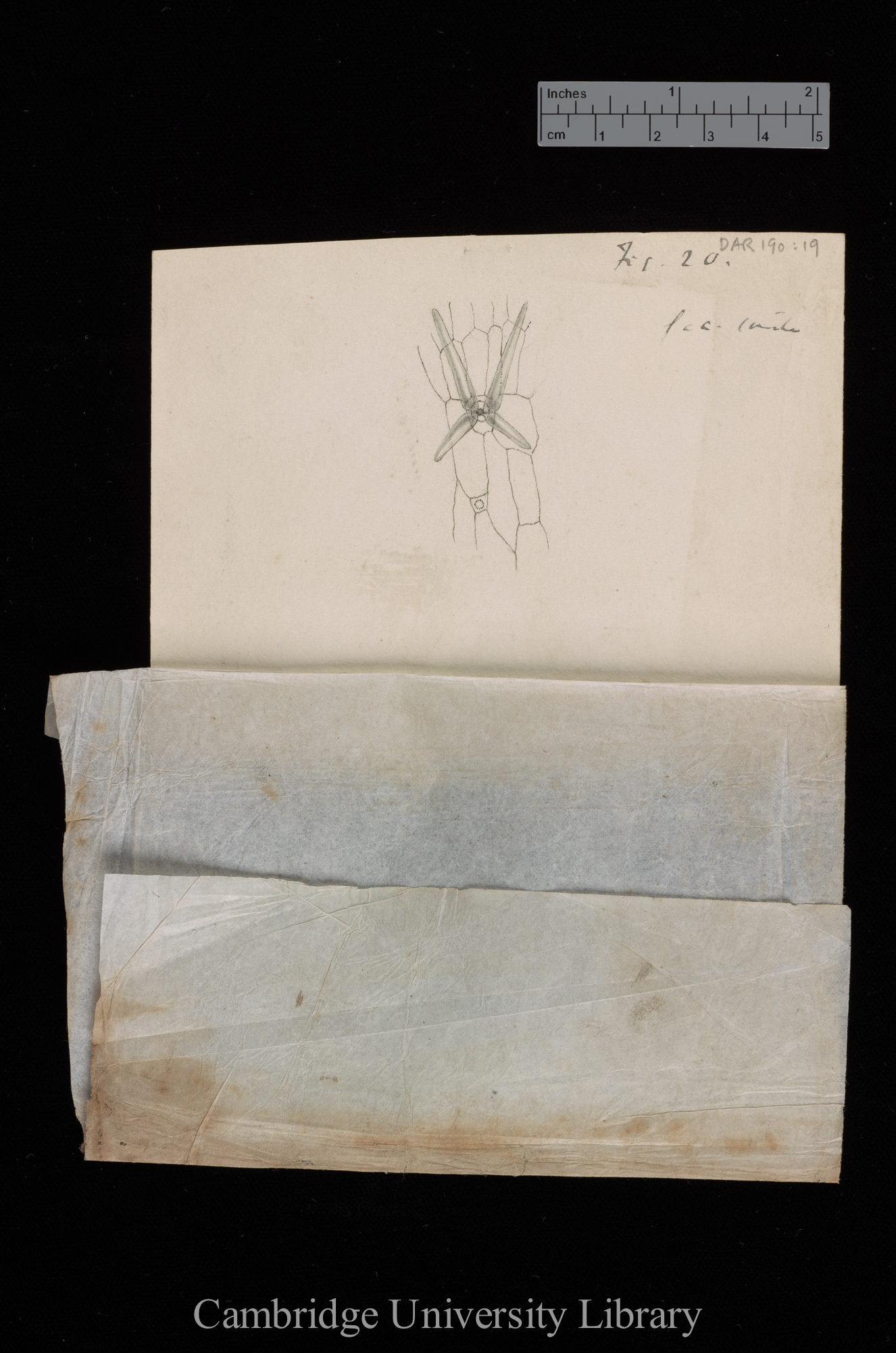 original numbered fig. 20 [tissue cover lifted (to below)]