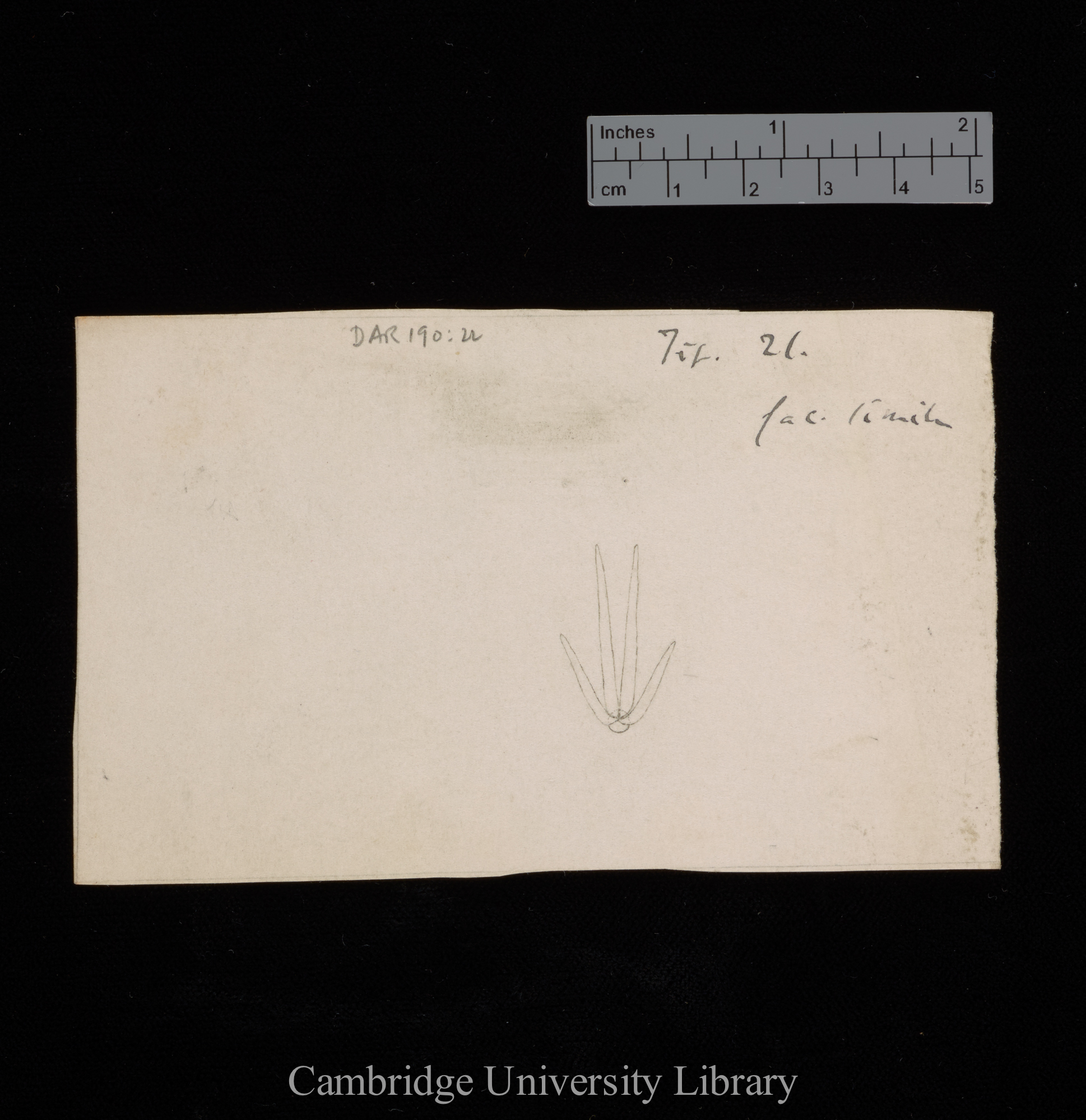 figures for &#39;Insectivorous plants&#39;: original numbered fig. 21