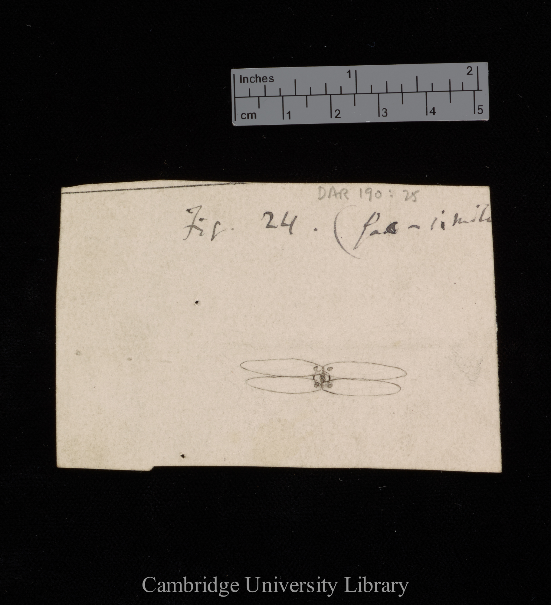 figures for &#39;Insectivorous plants&#39;: original numbered fig. 24