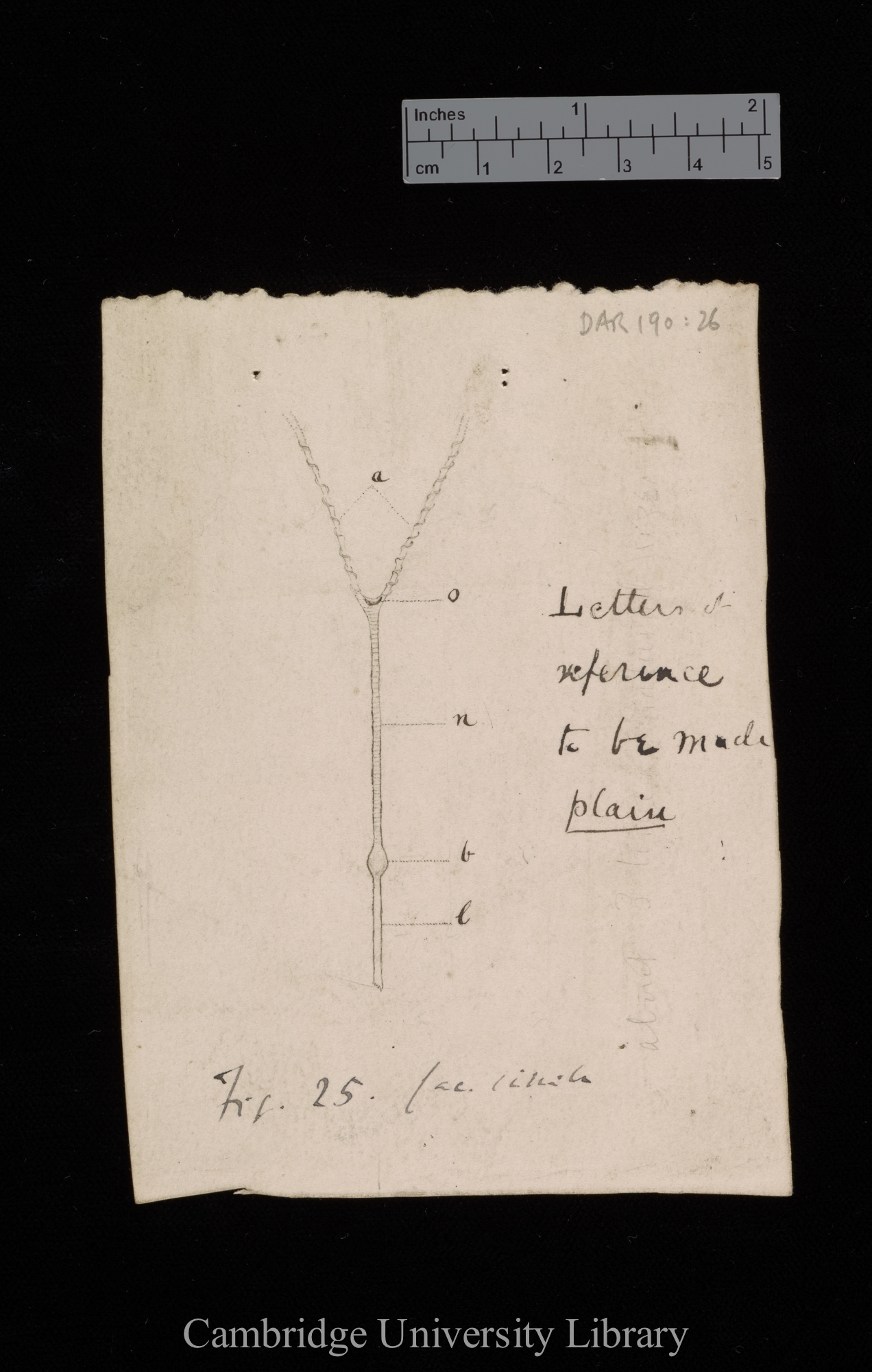 figures for &#39;Insectivorous plants&#39;: original numbered fig. 25