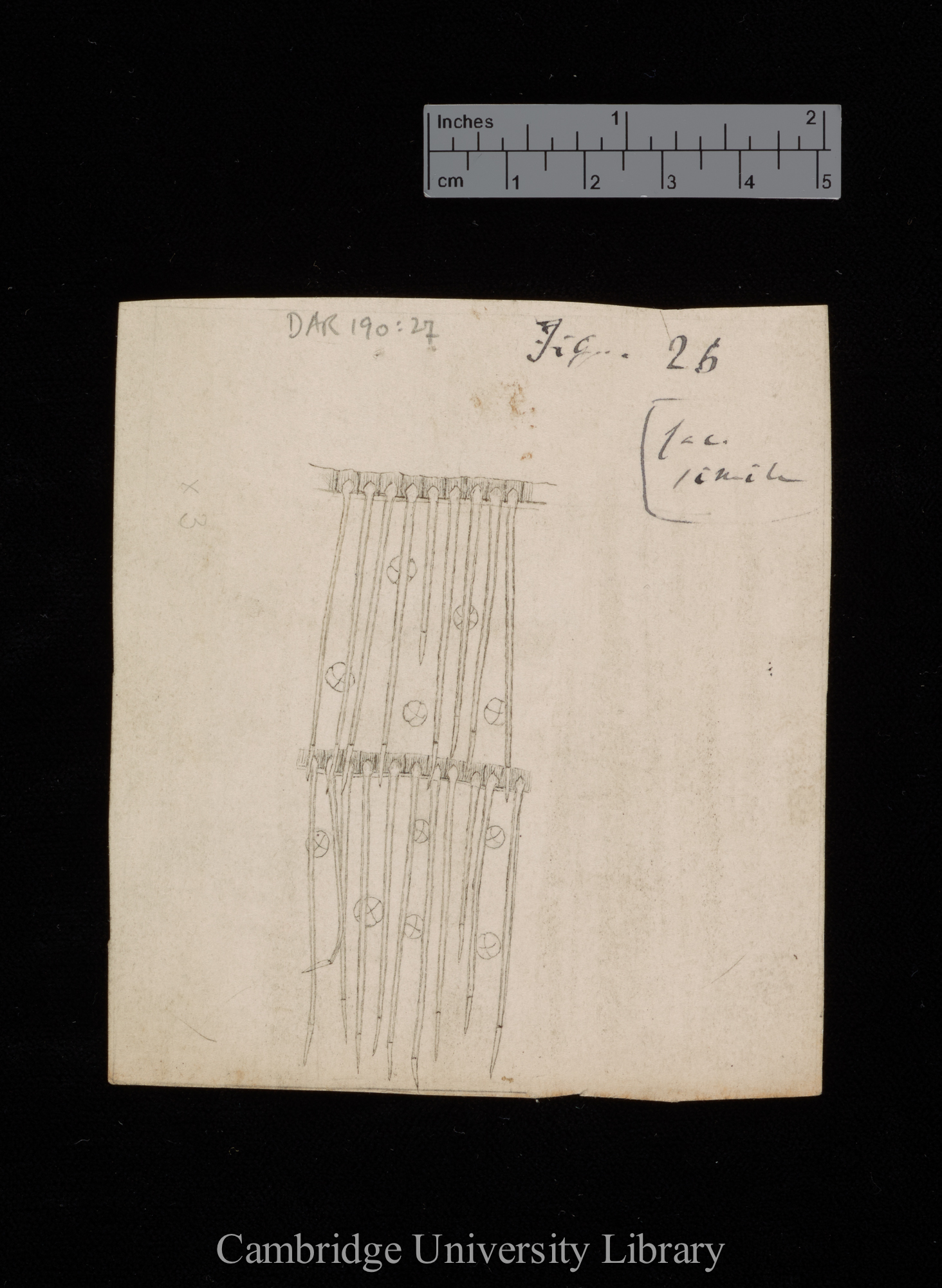 figures for &#39;Insectivorous plants&#39;: original numbered fig. 26