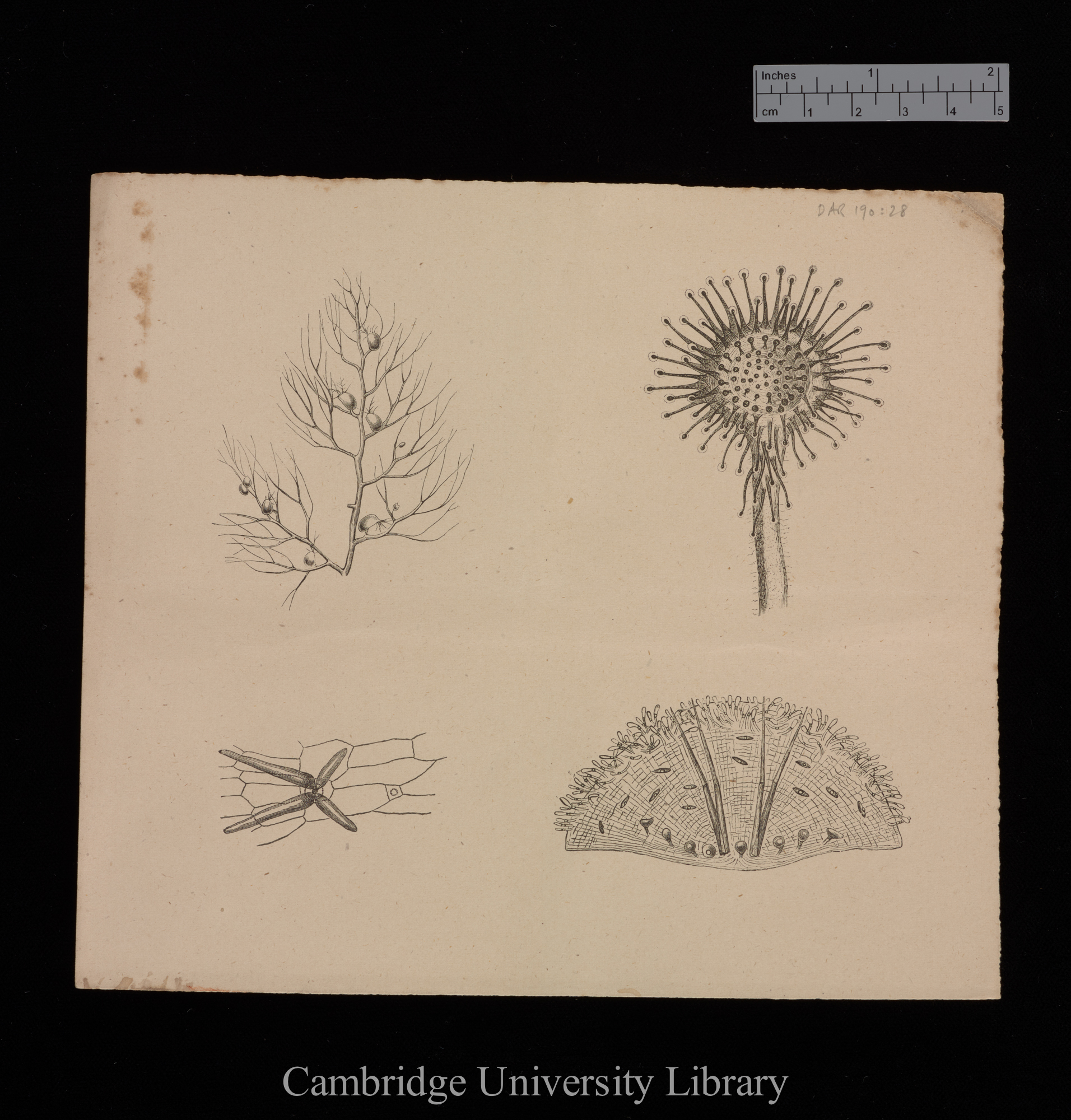 plates for &#39;Insectivorous plants&#39;: imprint of figs 1, 15, 18 and 20