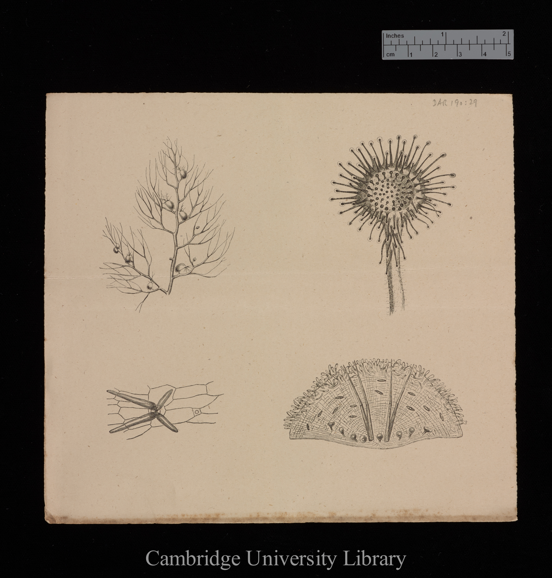 plates for &#39;Insectivorous plants&#39;: imprint of figs 1, 15, 18 and 20