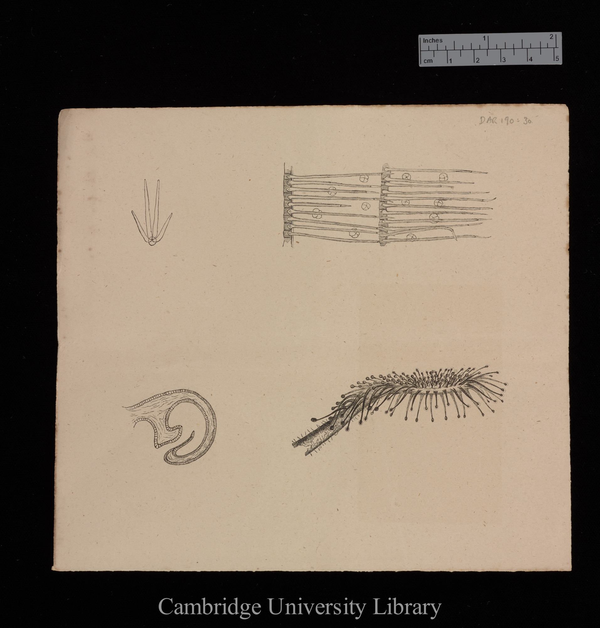 plates for &#39;Insectivorous plants&#39;: imprint of figs 2, 20a, 21 and 26