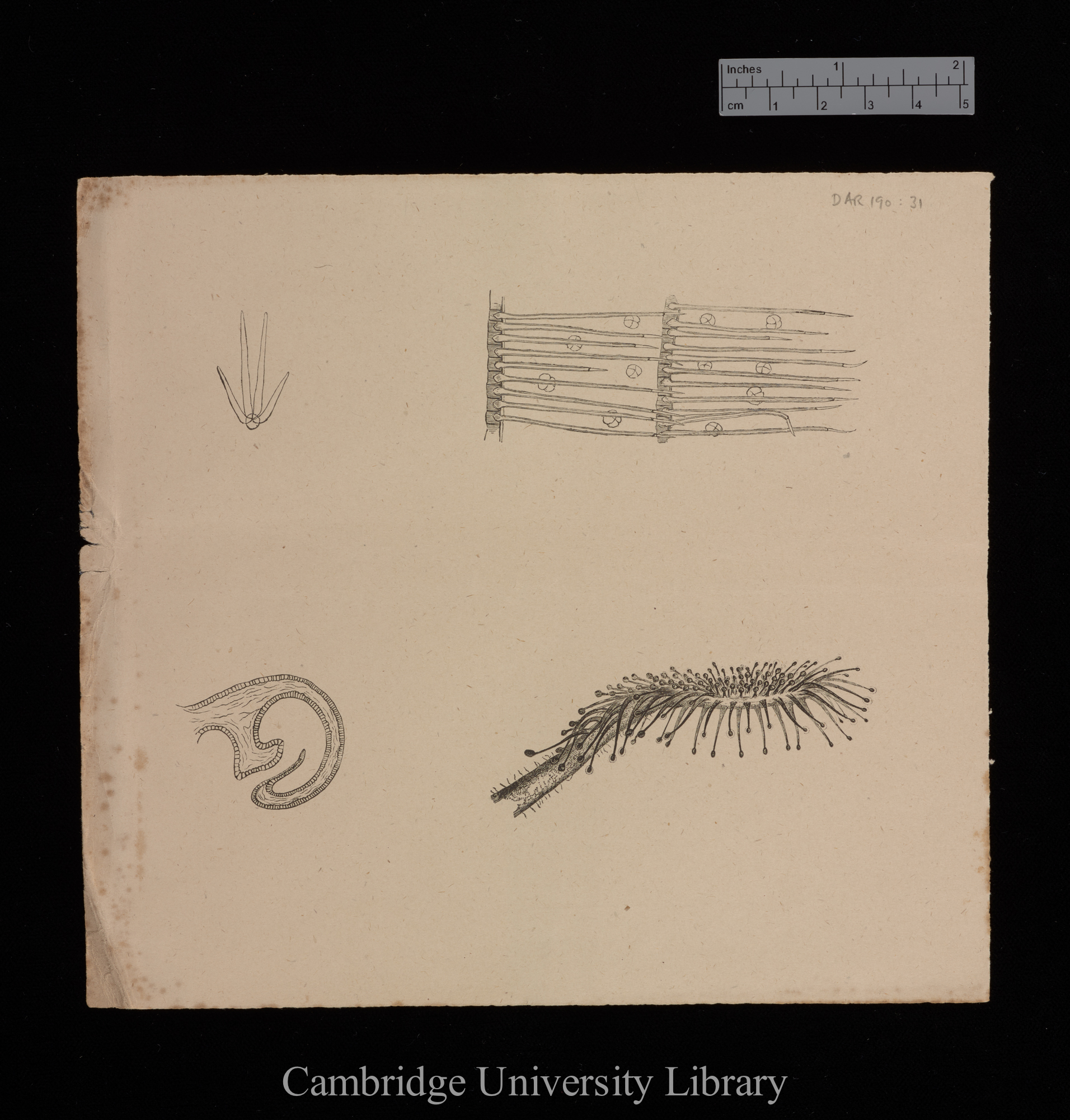 plates for &#39;Insectivorous plants&#39;: imprint of figs 2, 20a, 21 and 26