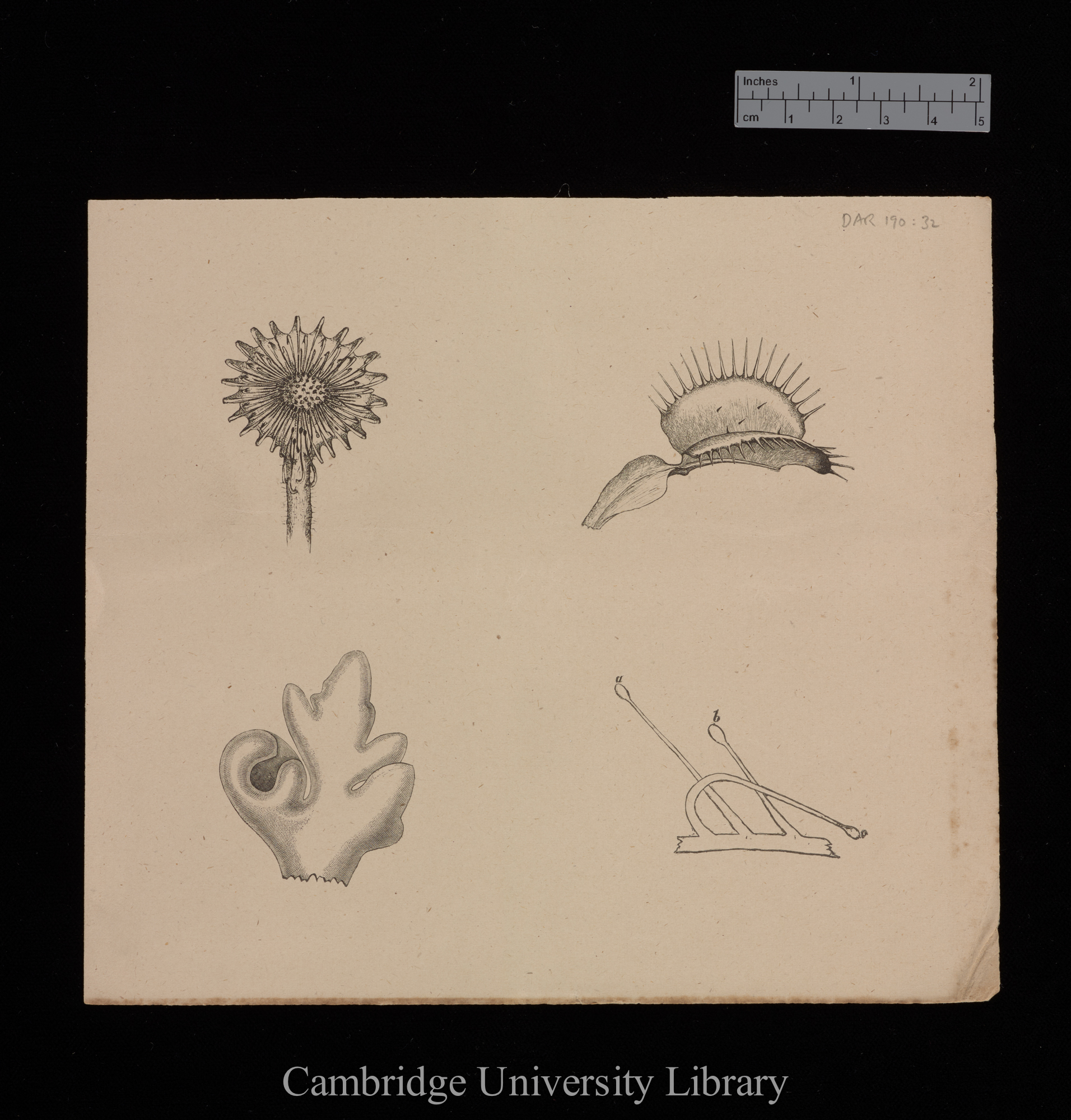 plates for &#39;Insectivorous plants&#39;: imprint of figs 4, 6, 10 and 20b