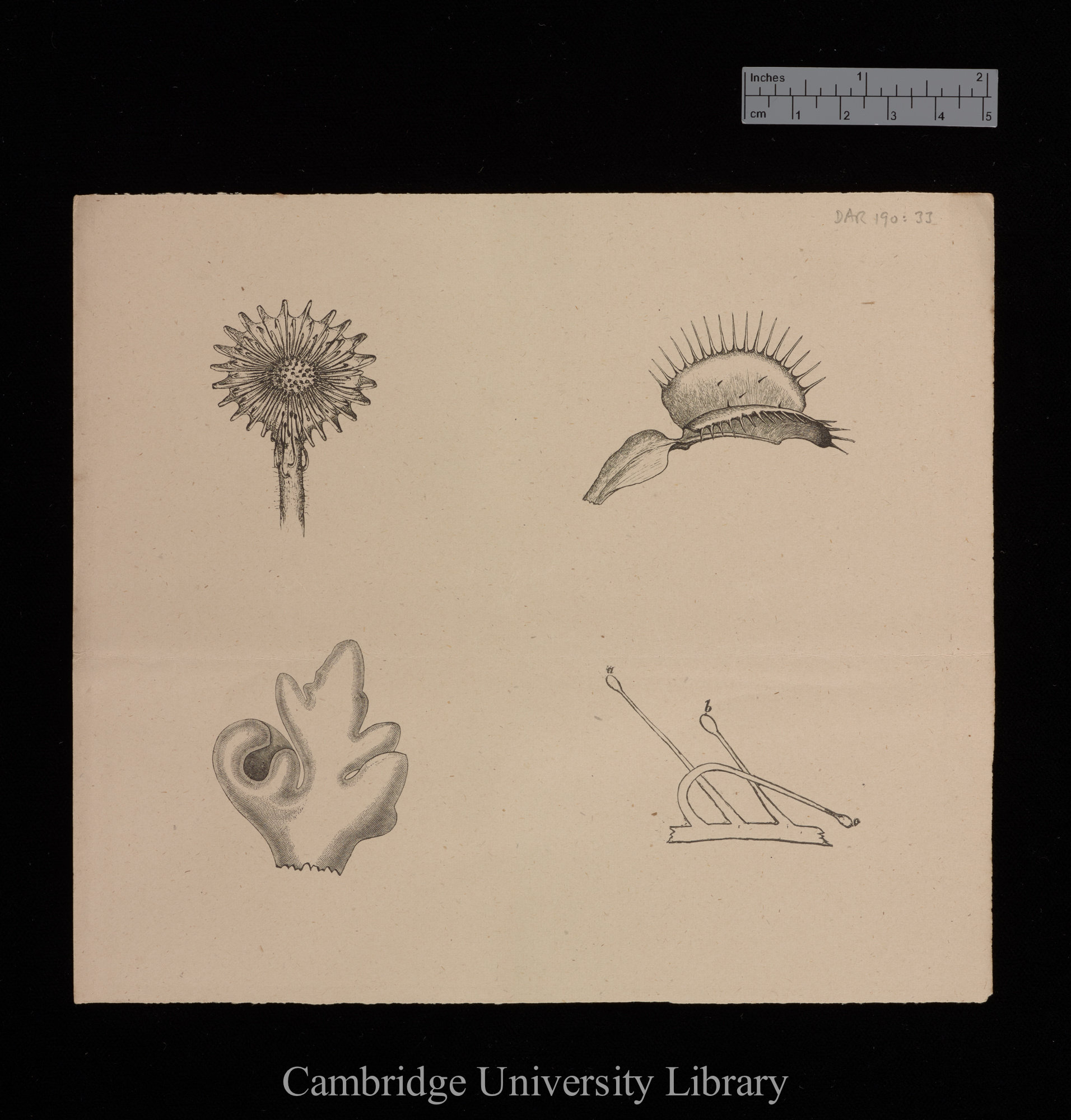 plates for &#39;Insectivorous plants&#39;: imprint of figs 4, 6, 10 and 20b