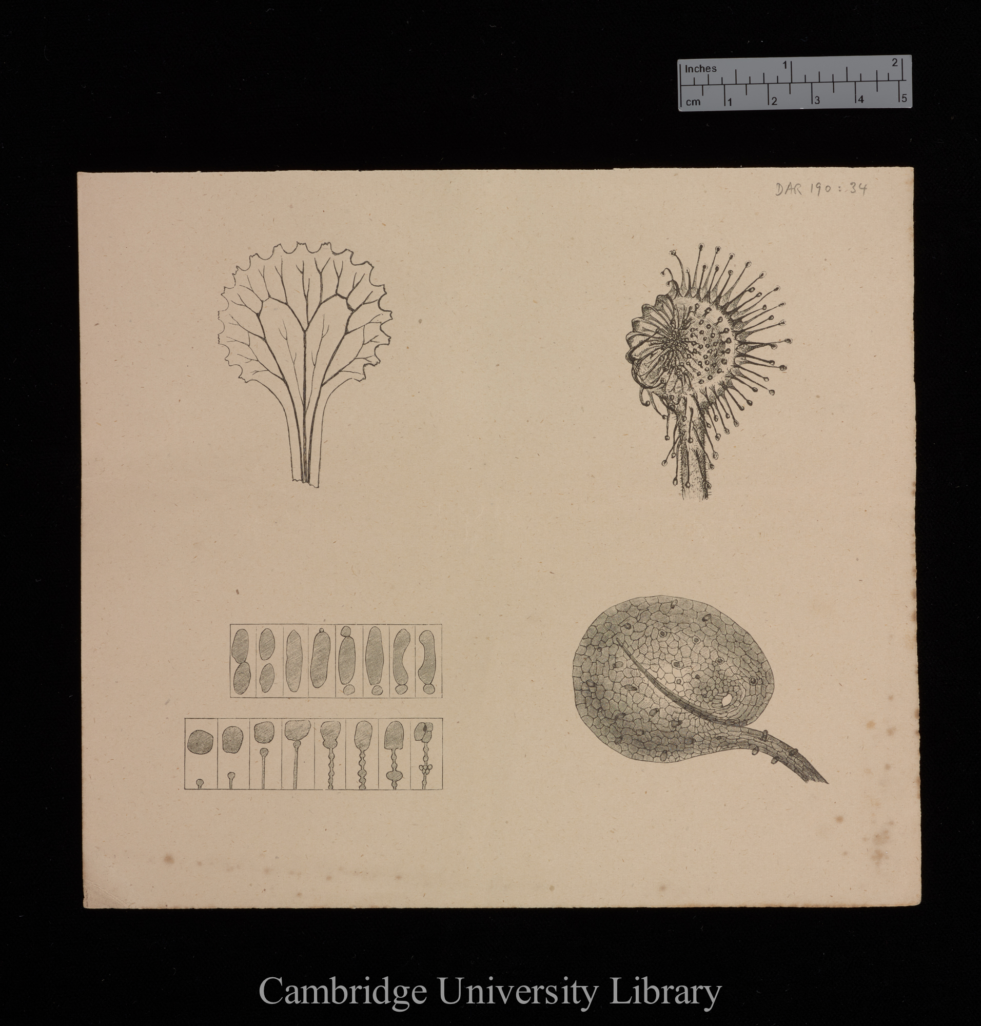 plates for &#39;Insectivorous plants&#39;: imprint of figs 5, 7, 8, 9 and 23