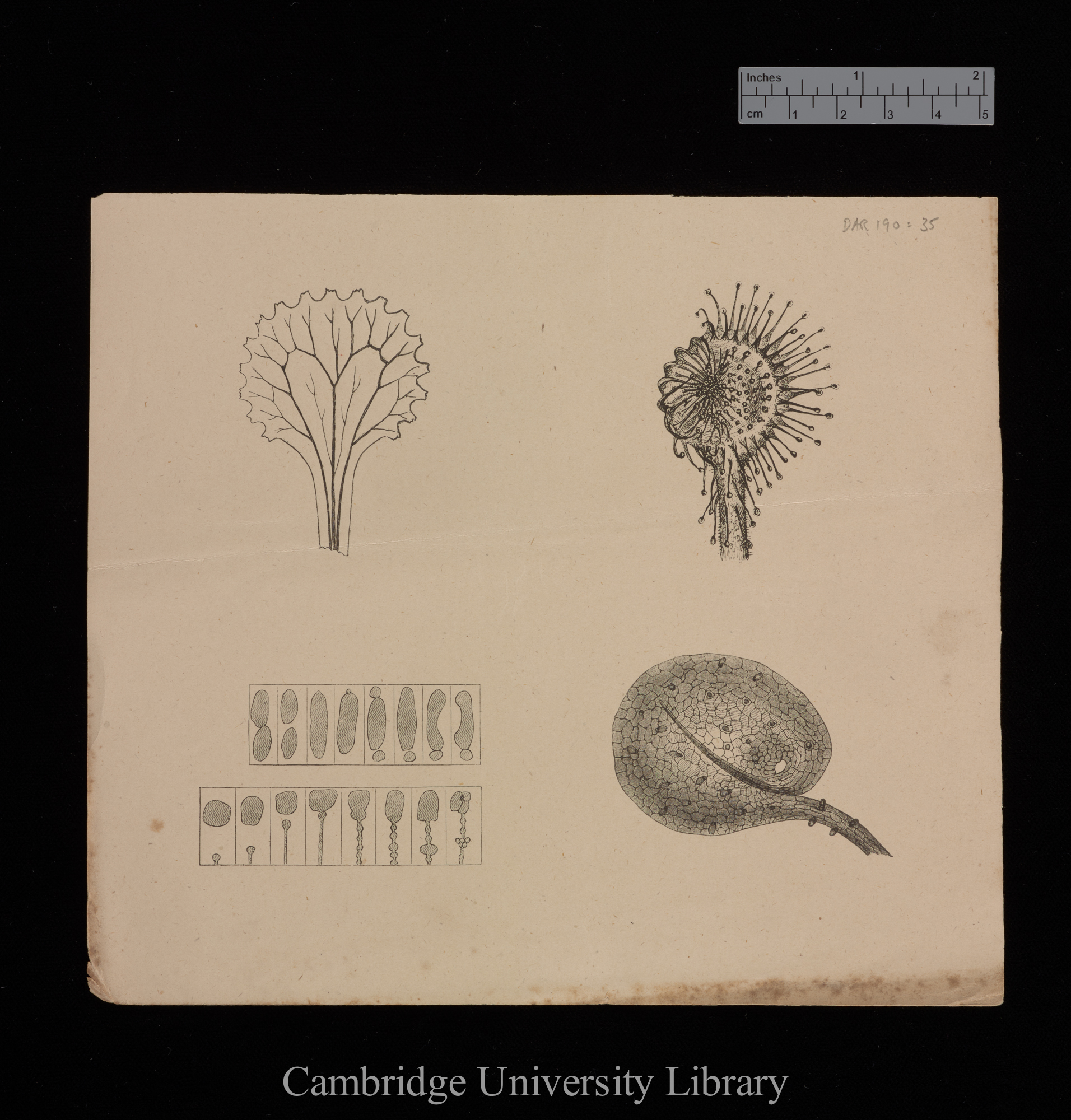 plates for &#39;Insectivorous plants&#39;: imprint of figs 5, 7, 8, 9 and 23