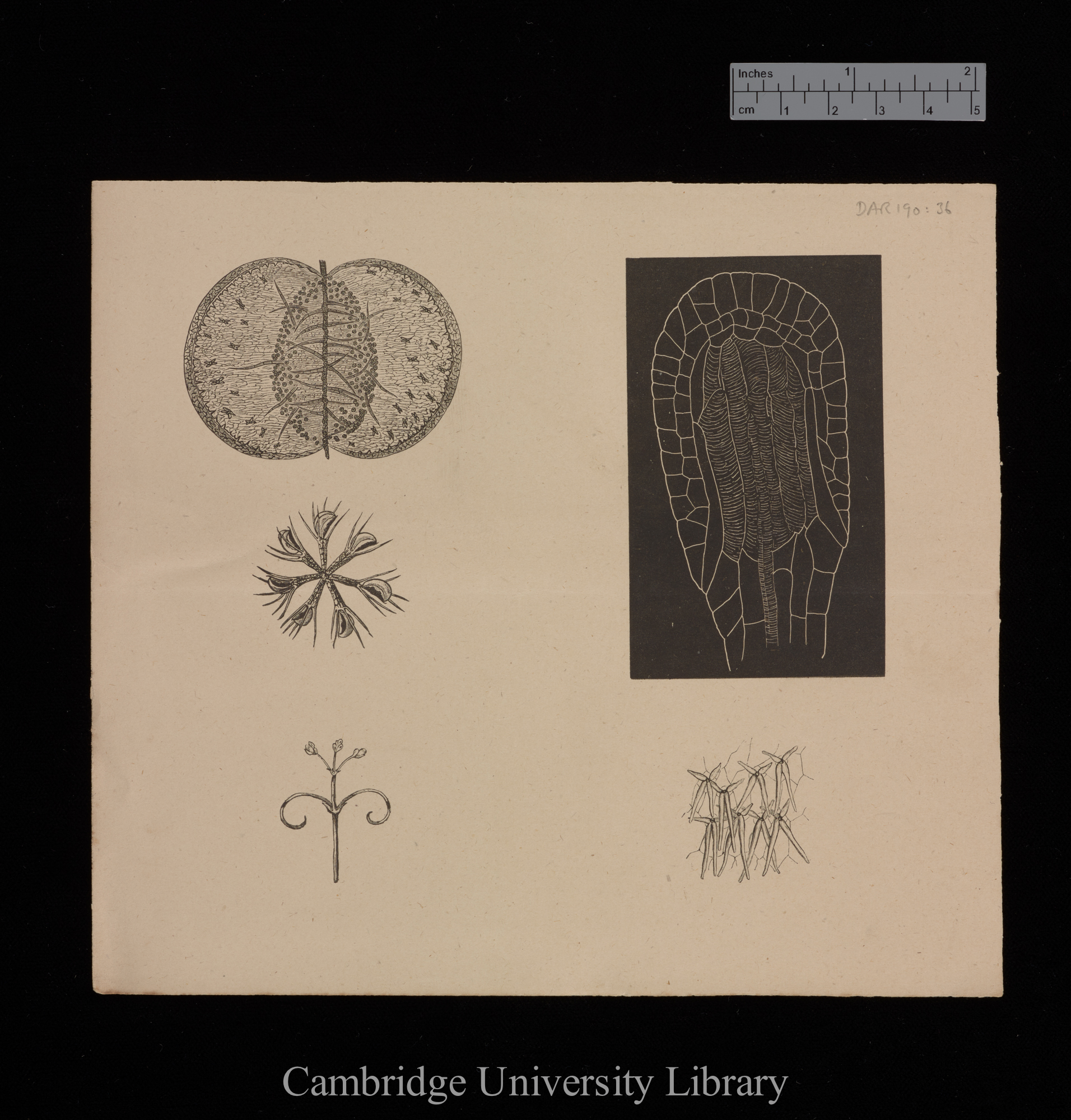 plates for &#39;Insectivorous plants&#39;: imprint of figs 11, 19, [2 others, numbers unknown]