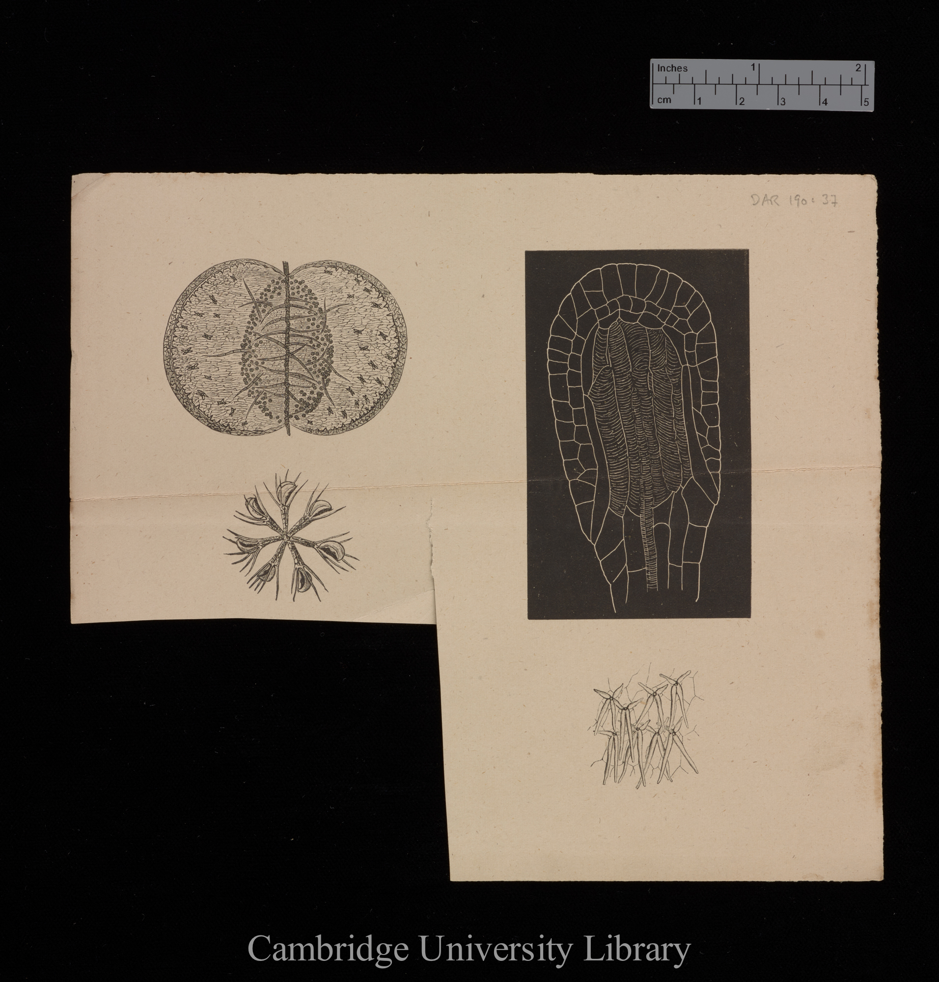 plates for &#39;Insectivorous plants&#39;: imprint of figs 11, 19, [2 others, numbers unknown]