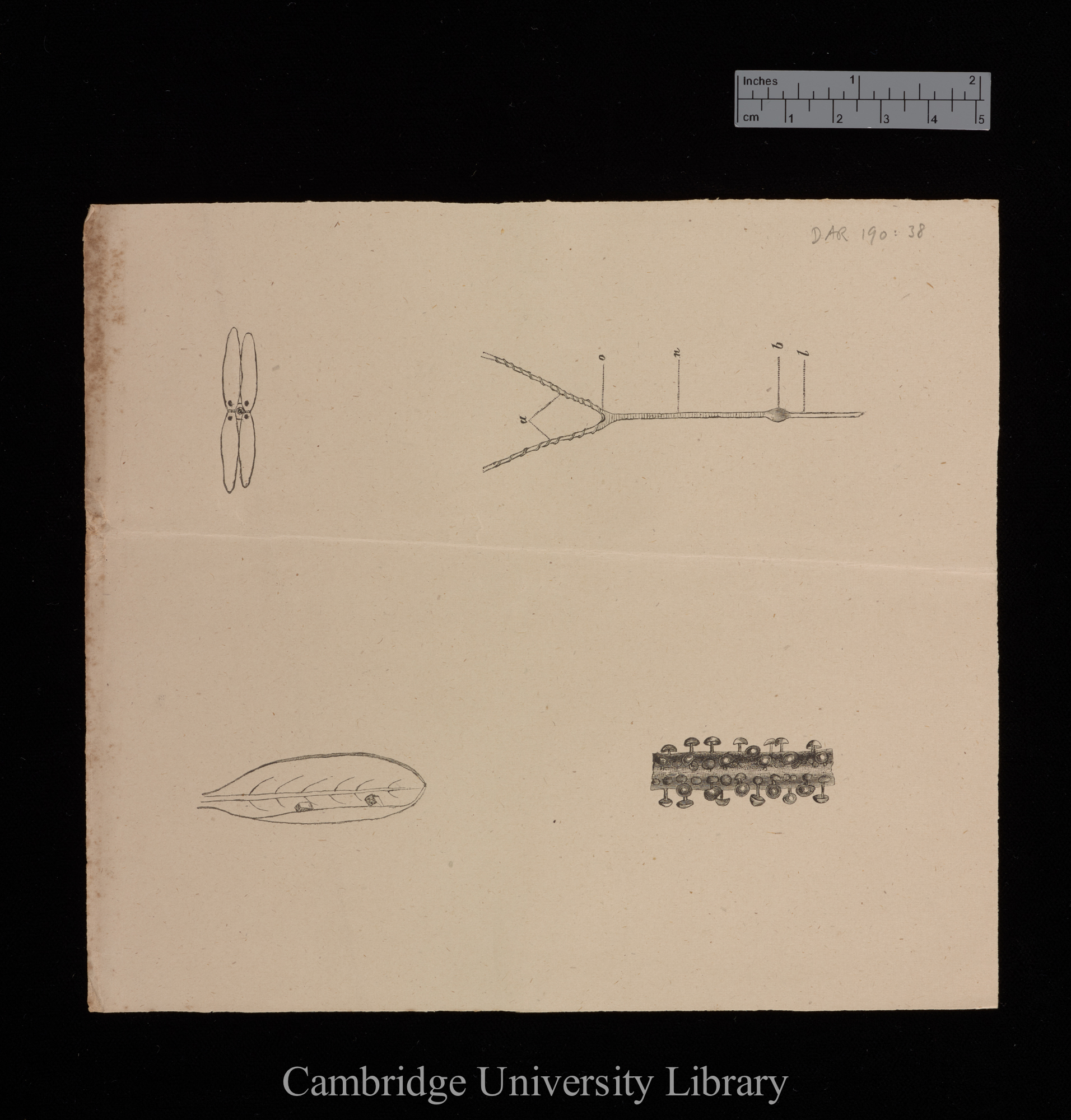 plates for &#39;Insectivorous plants&#39;: imprint of figs 12, 14, 24 and 25