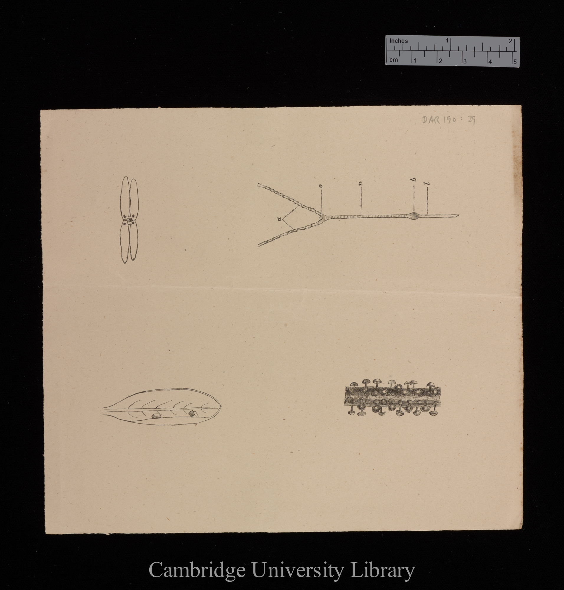 plates for &#39;Insectivorous plants&#39;: imprint of figs 12, 14, 24 and 25