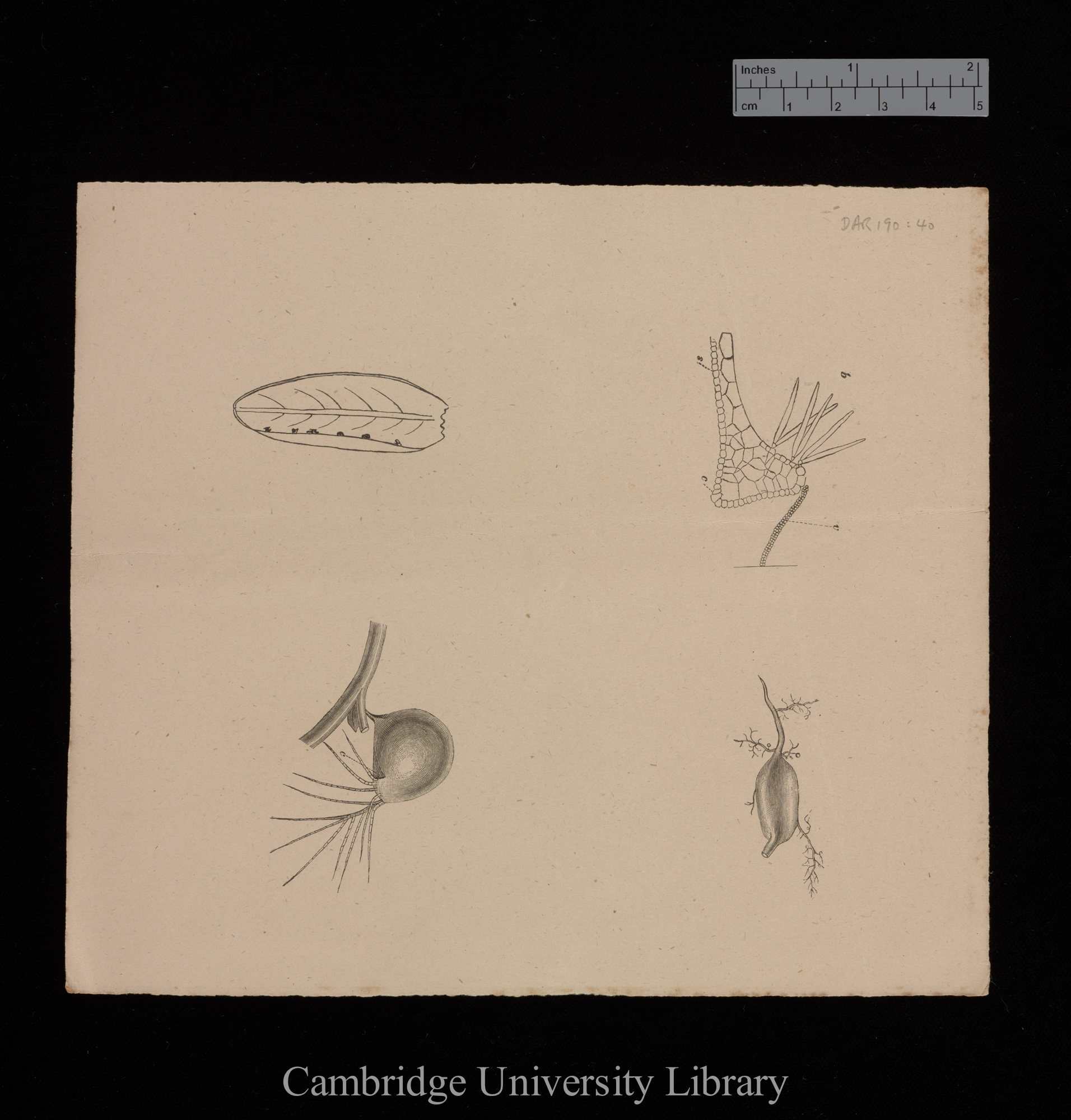 plates for &#39;Insectivorous plants&#39;: imprint of figs 13, 16, 17 and 22