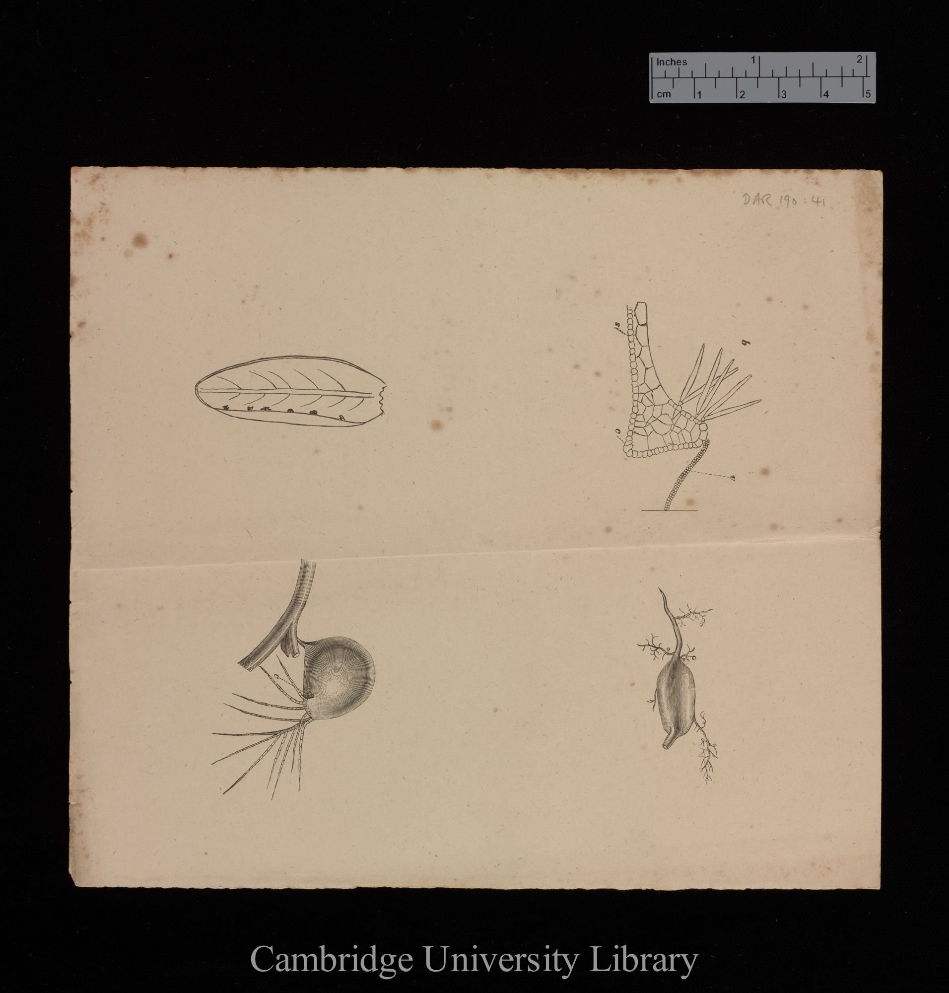 plates for &#39;Insectivorous plants&#39;: imprint of figs 13, 16, 17 and 22