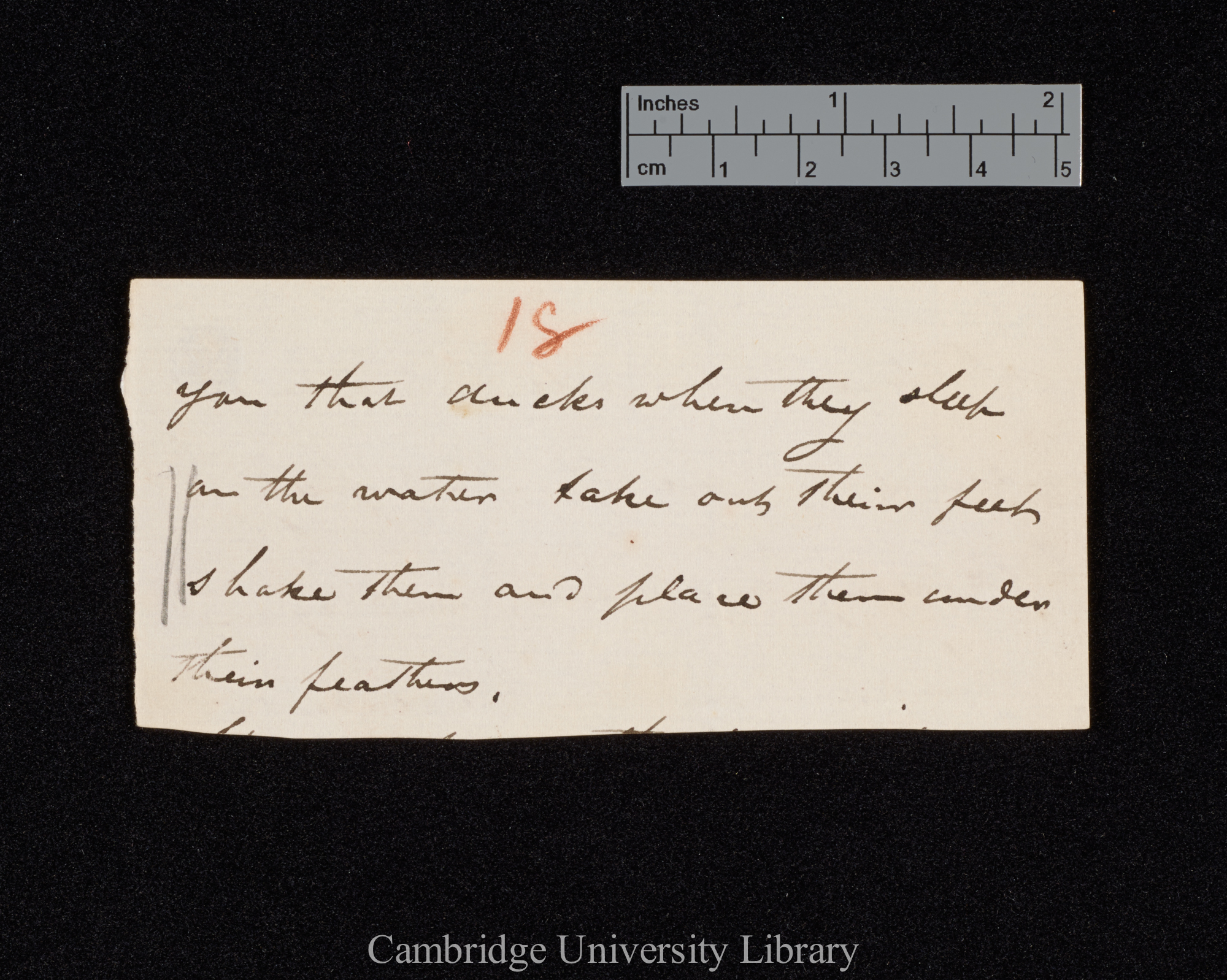 [Bernard Philip Brent] to Charles Robert Darwin