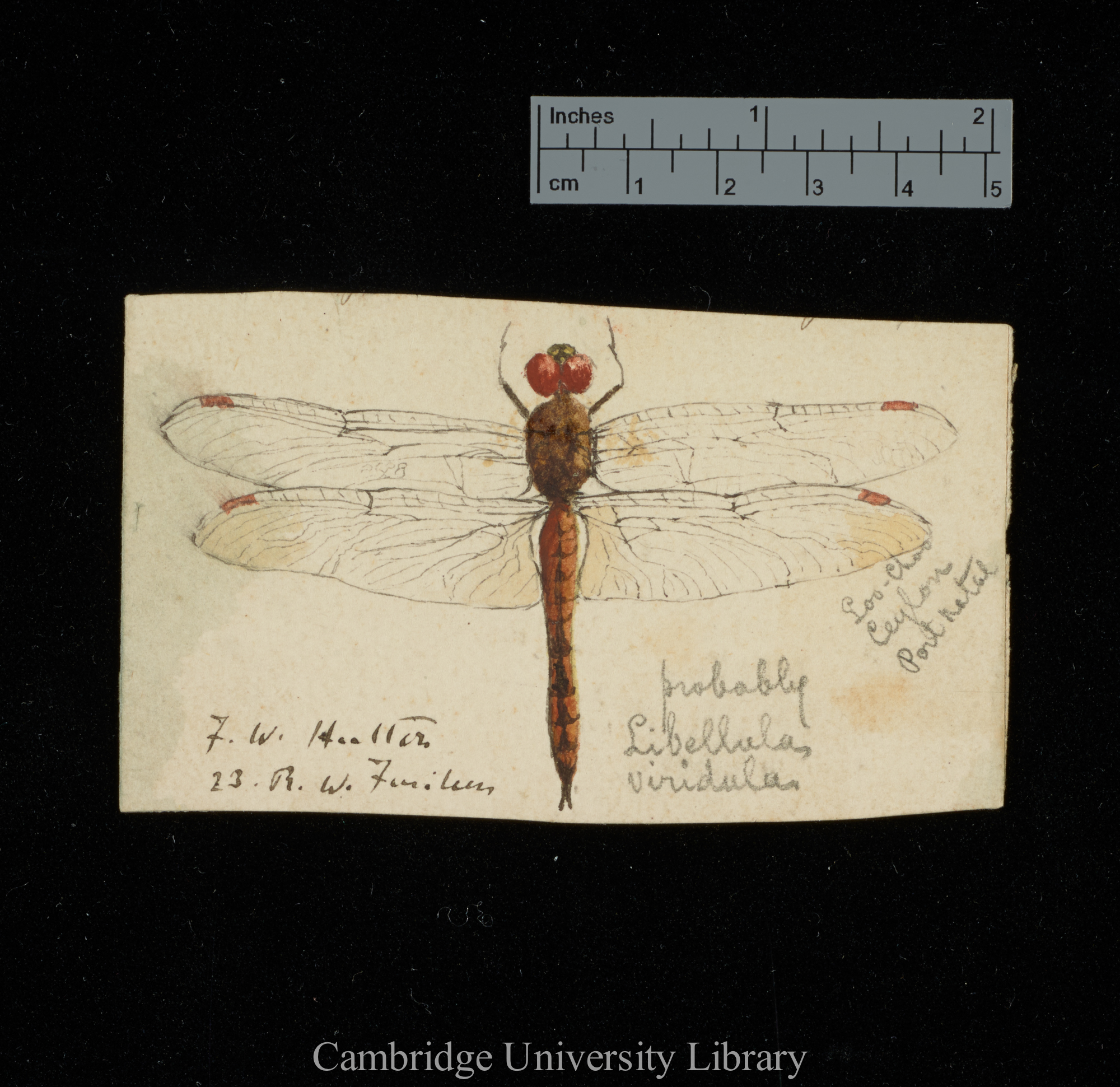 Frederick Wollaston Hutton to Charles Robert Darwin [drawing of insect]
