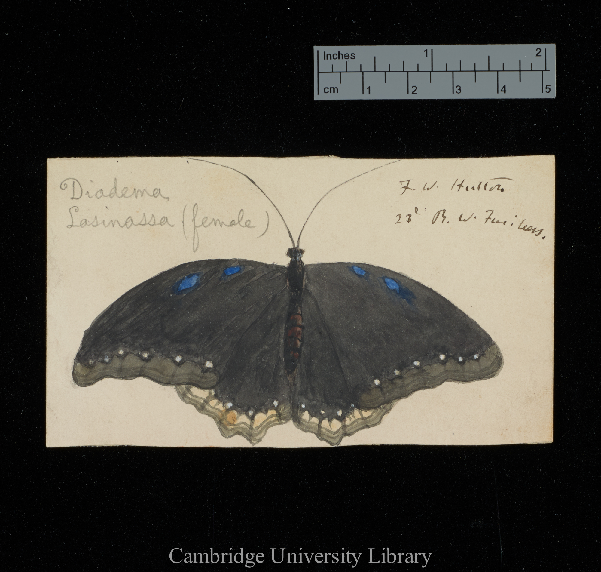 Frederick Wollaston Hutton to Charles Robert Darwin [drawing of insect]