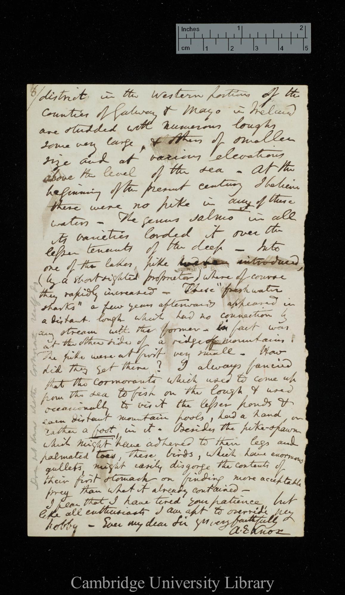 Arthur Edward Knox to Charles Robert Darwin