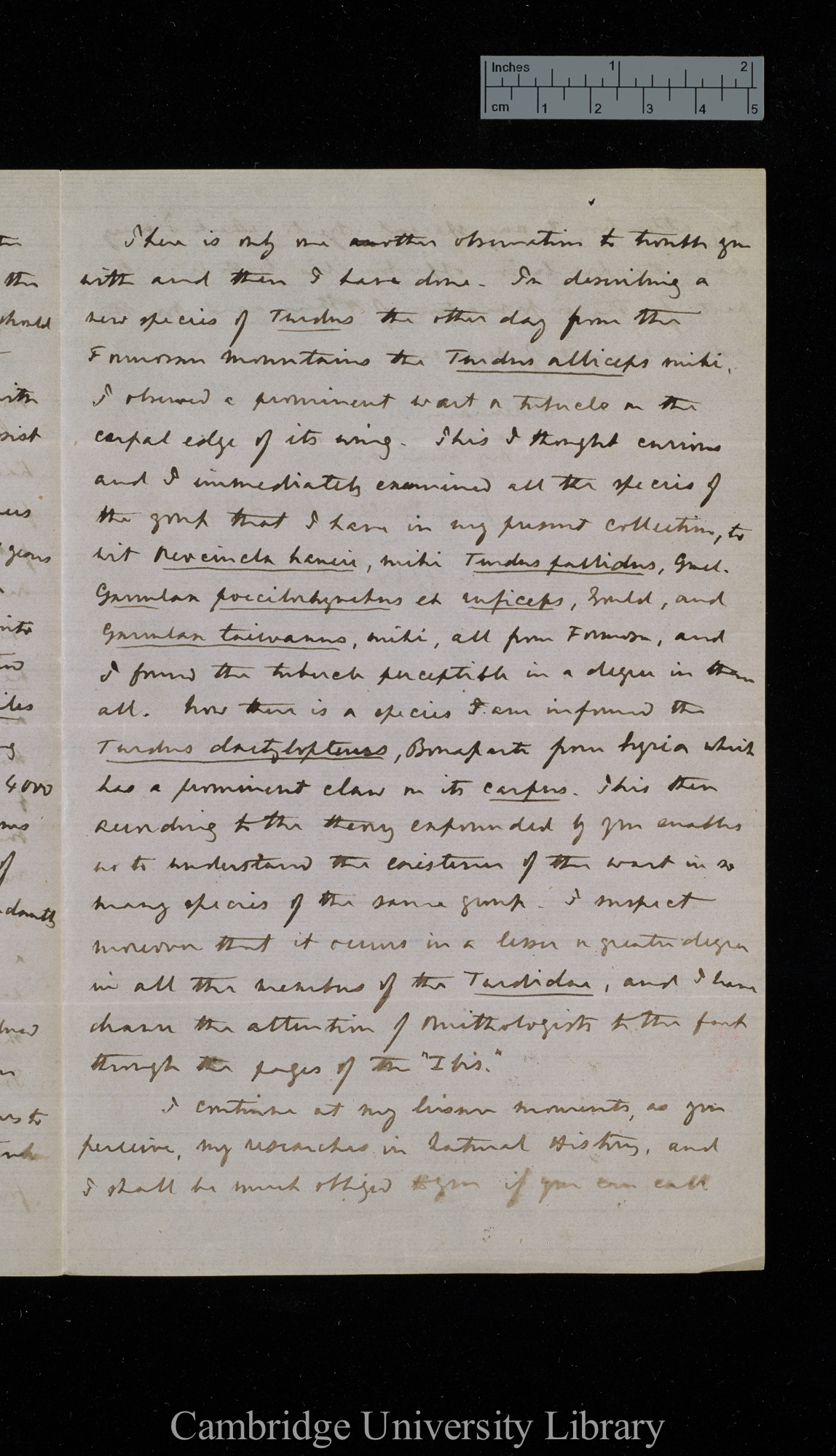 Robert Swinhoe to Charles Robert Darwin