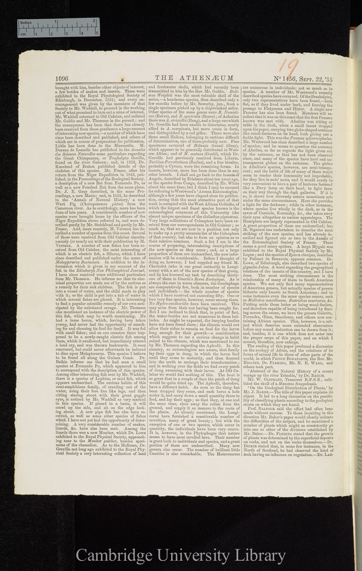 Singular mortality amongst the swallow tribe &#39;Athenaeum&#39;: 1096