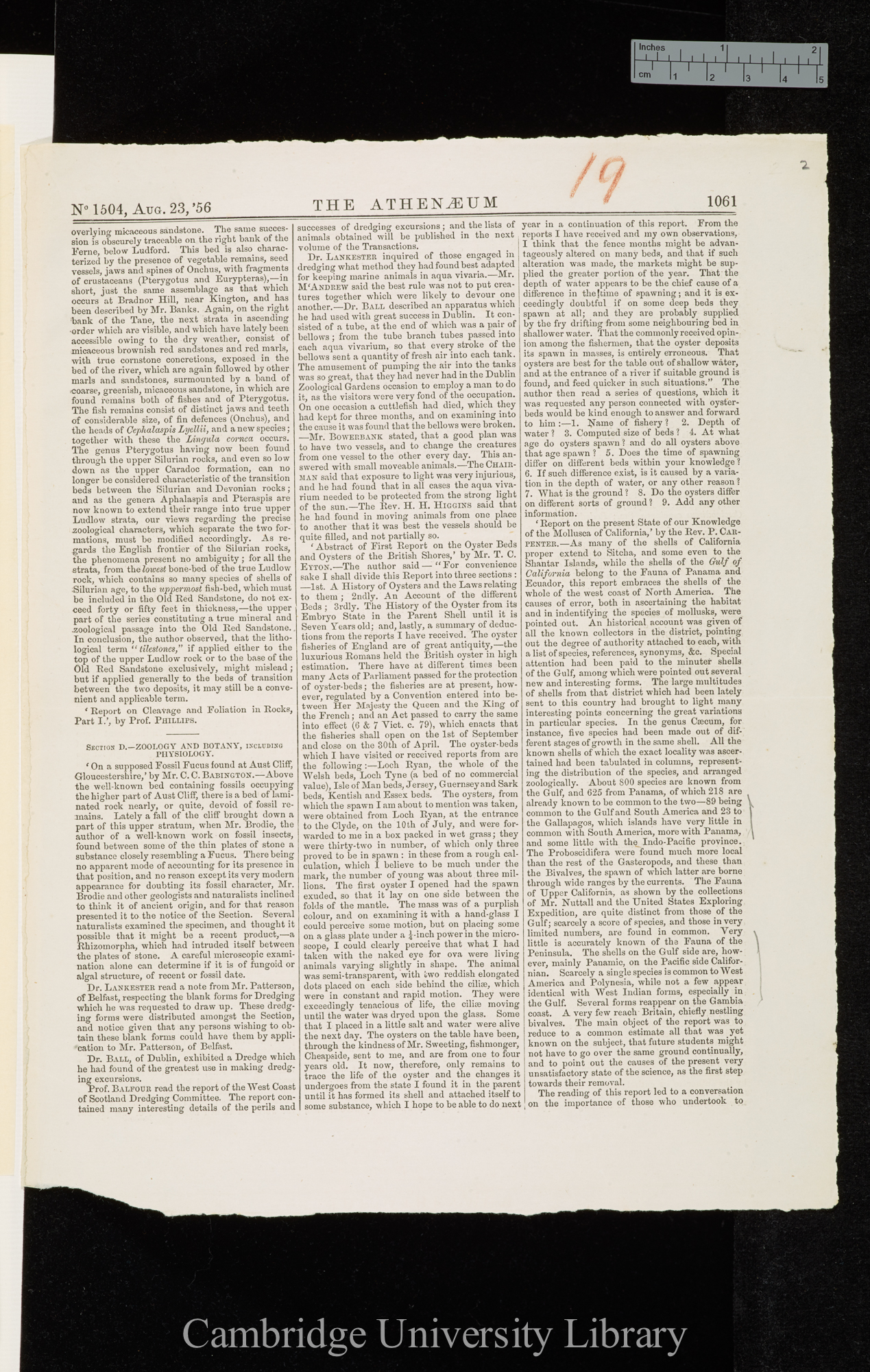 Report on the present state of our knowledge of the Mollusca of California &#39;Athenaeum&#39;: 1061