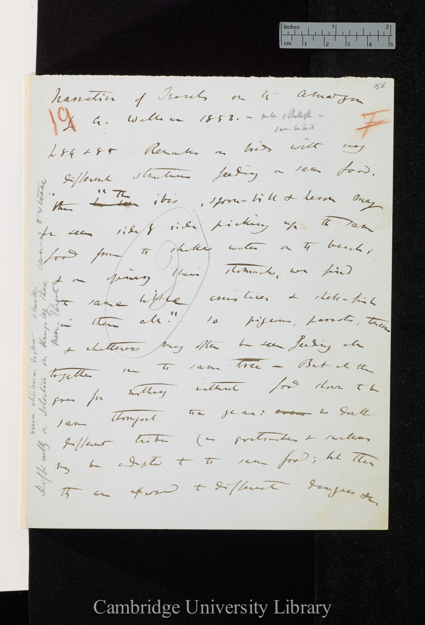 Wallace A R &#39;Narrative of travels on the Amazon&#39; 1853