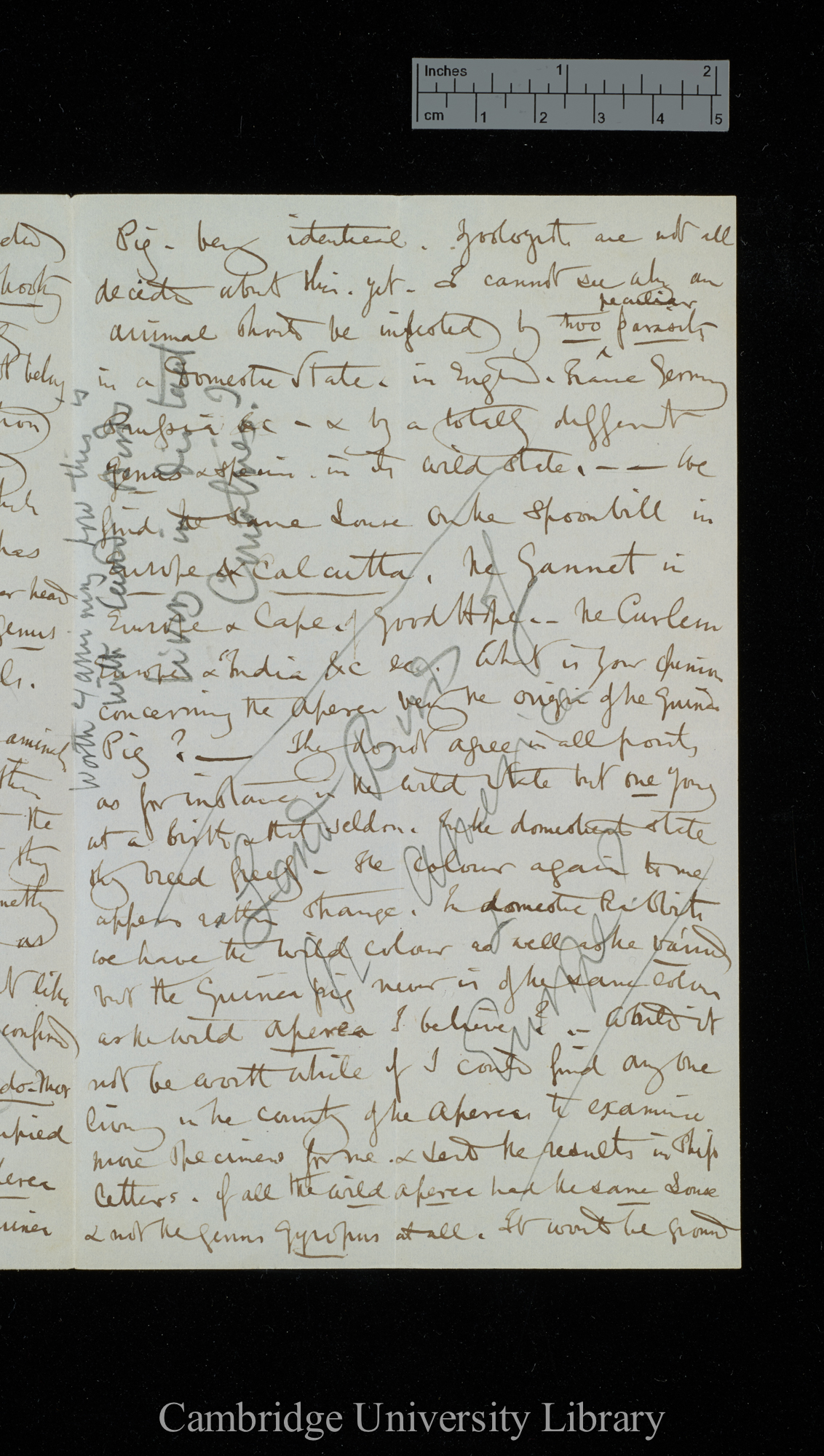 Henry Denny to Charles Robert Darwin