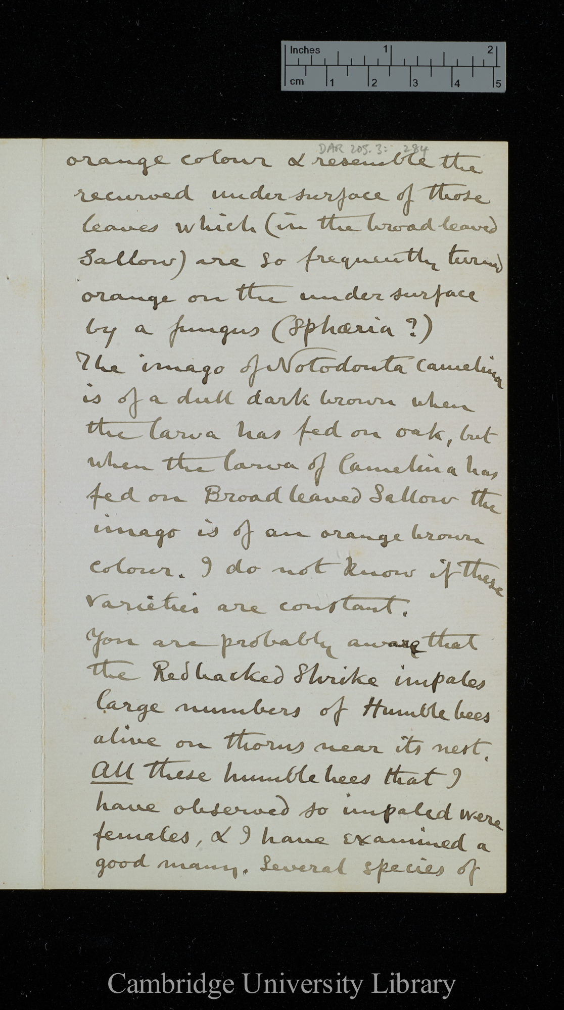 Frederick Norgate to Charles Robert Darwin