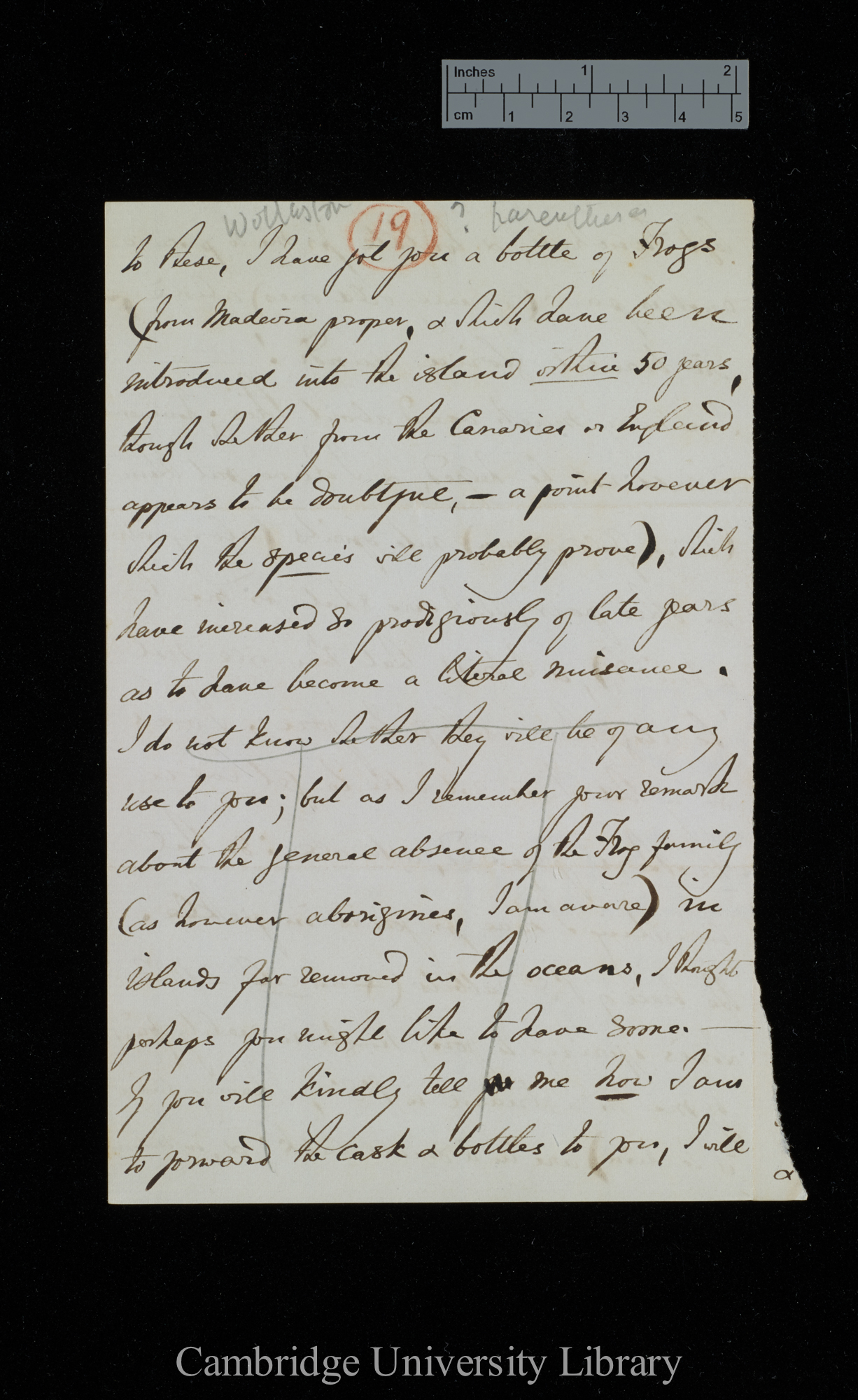 [Thomas Vernon Wollaston] to Charles Robert Darwin