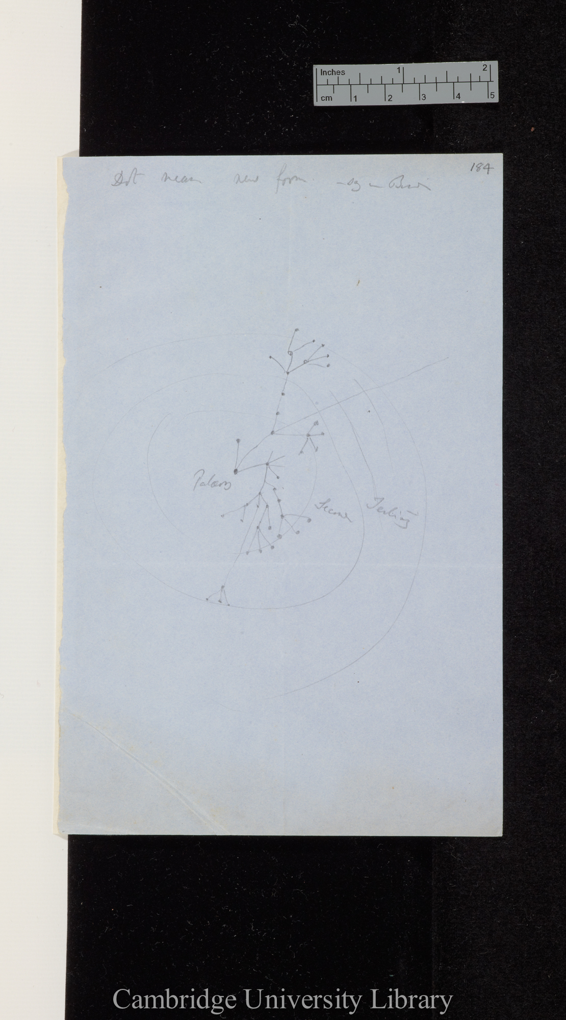 Dot means new form... [annotated diagrams of branching trees]