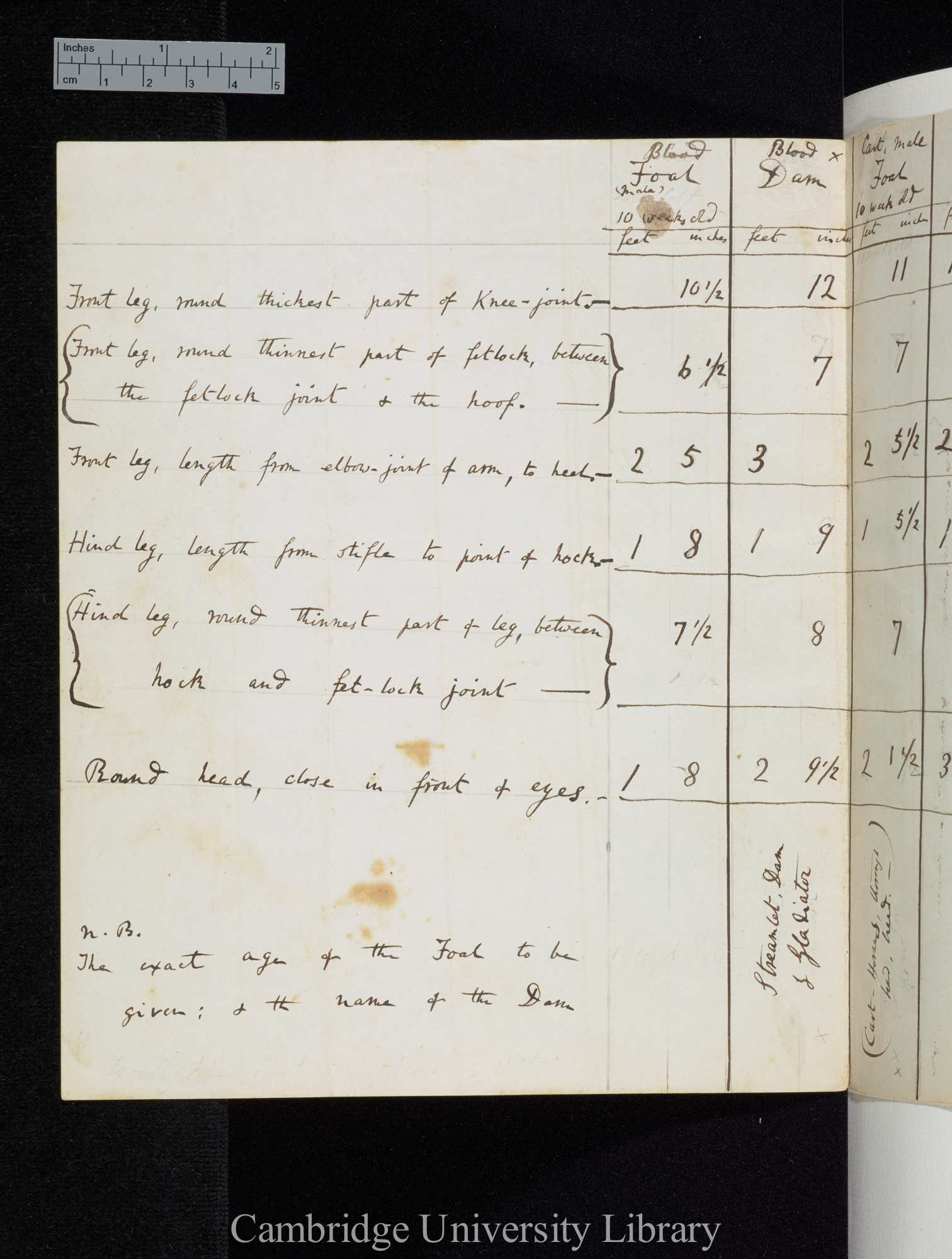 [table of limb-measurements in foals and dams]