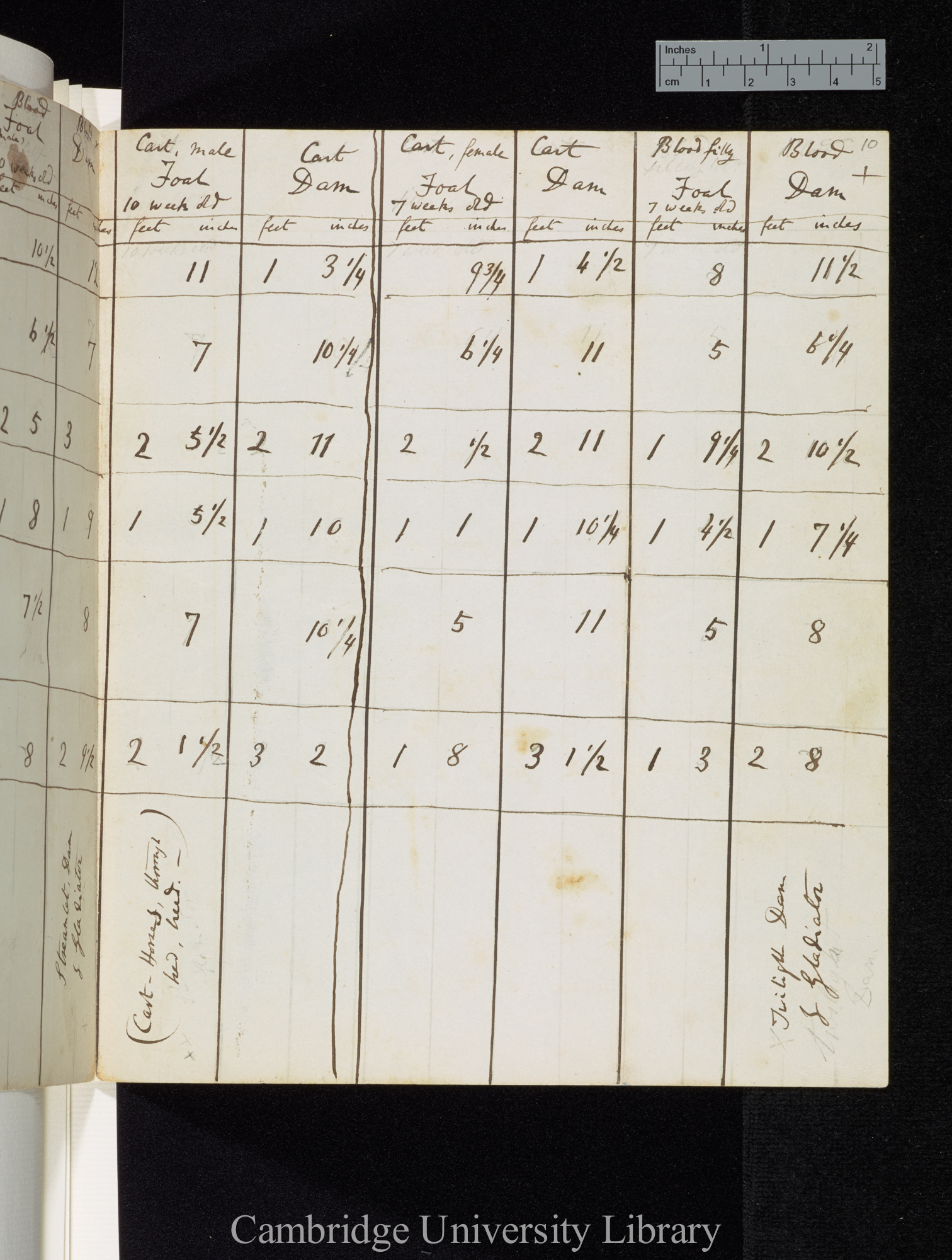 [table of limb-measurements in foals and dams]