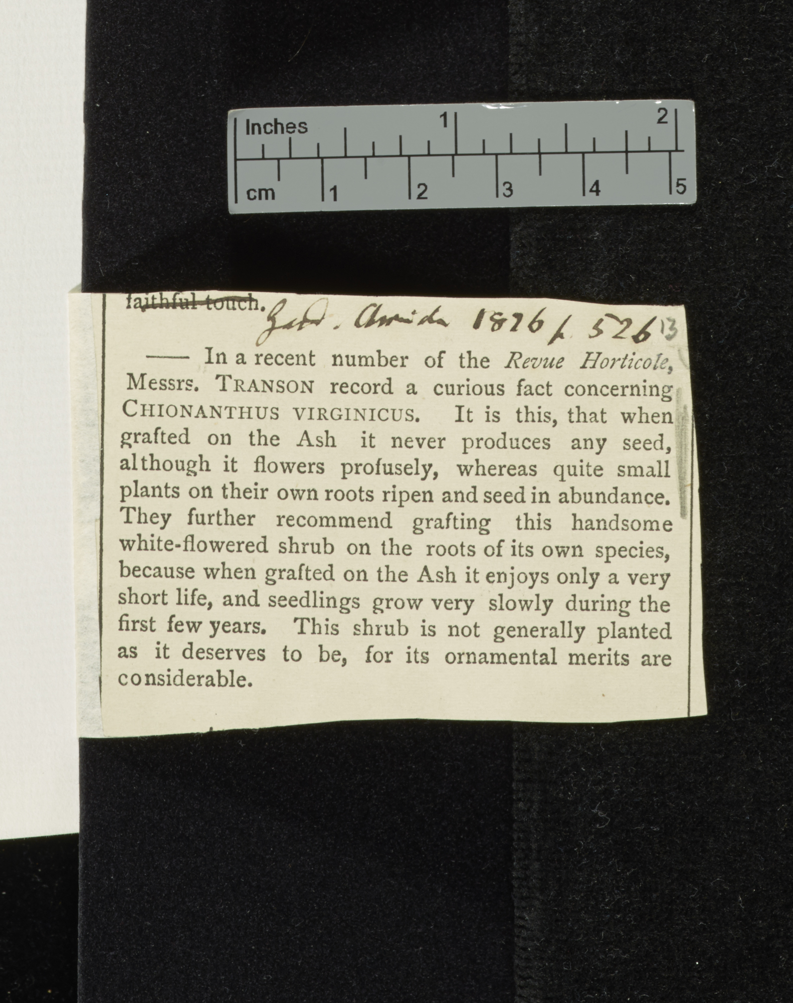 Chionanthus virginus &#39;Gardeners&#39; Chronicle&#39;: 526b