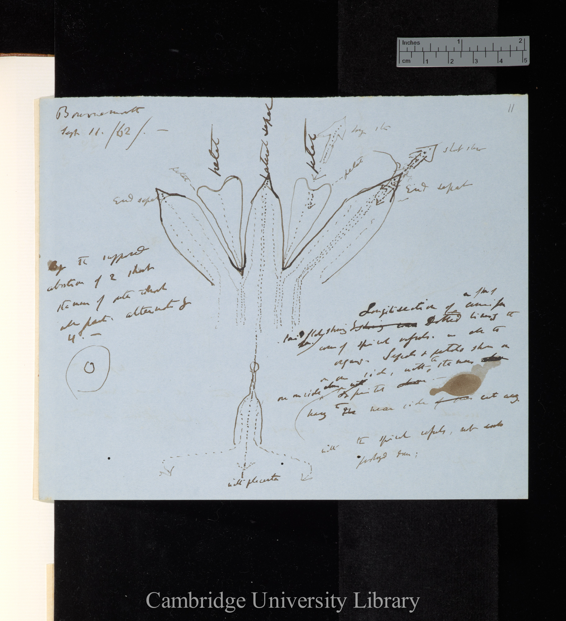 By the supposed abortion of 2 short stamens [with diagrams]