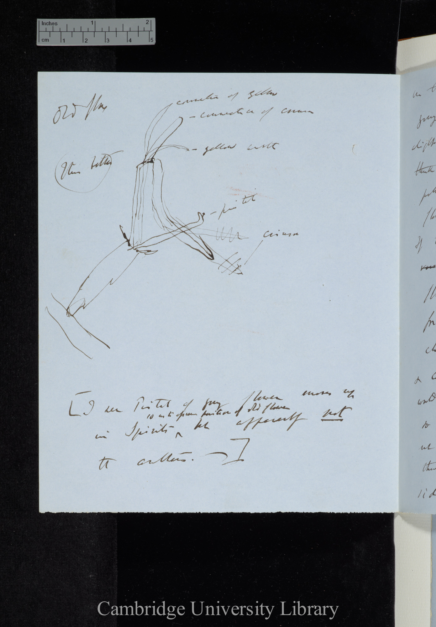 Remarks on good drawings of Monochaetum ensiferum [with diagram]