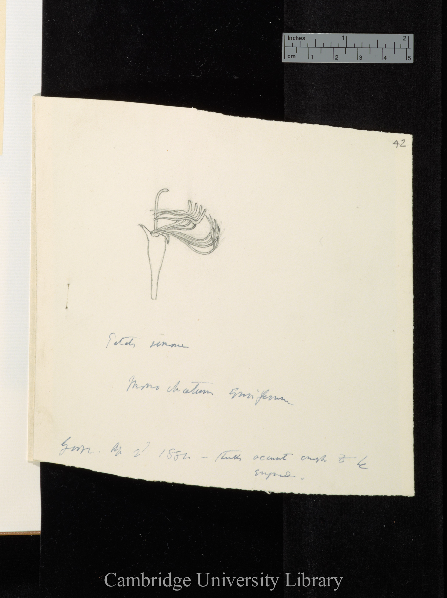 NS II Monochaetum - notes on plants-34 Figure