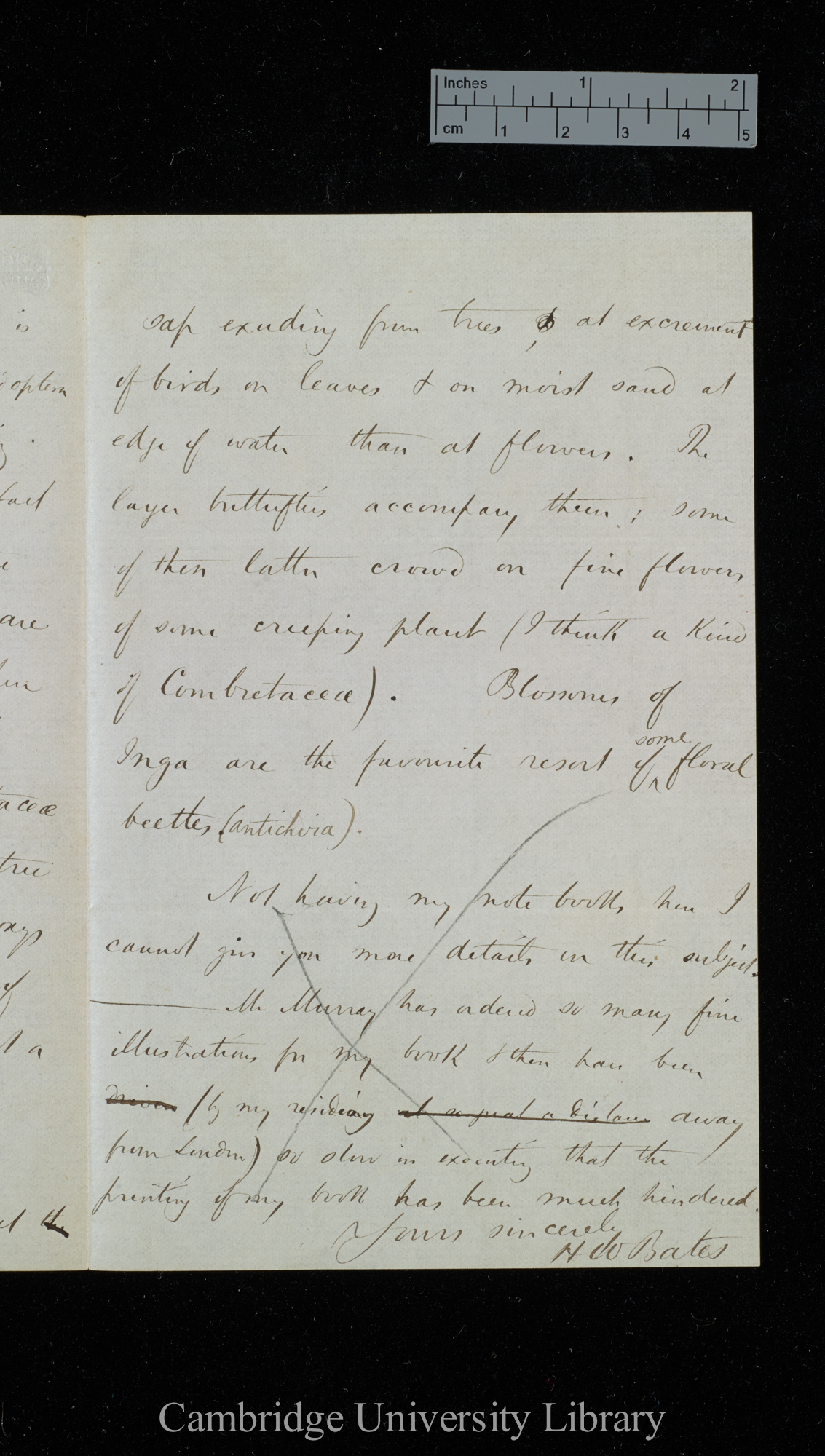 Henry Walter Bates to Charles Robert Darwin