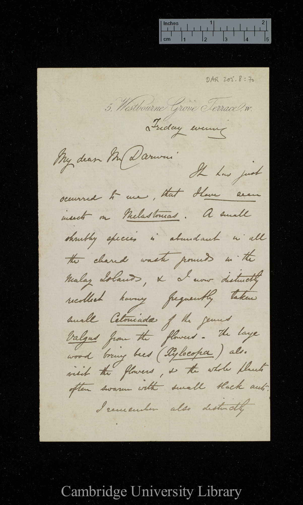 Alfred Russel Wallace to Charles Robert Darwin