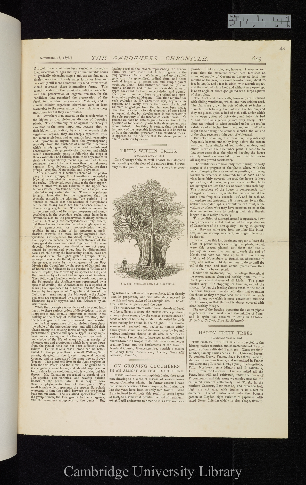 Evolution of plant life &#39;Gardeners&#39; Chronicle&#39;: 645