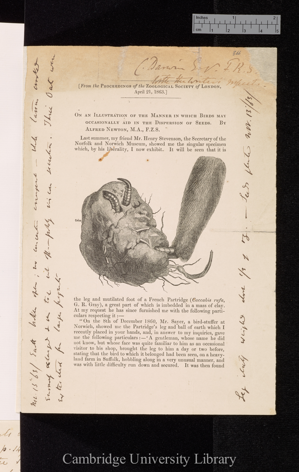 Newton, Alfred. On an illustration of the manner in which birds may occasionally aid in the dispersion of seeds &#39;Zoological Society, Proceedings&#39; 31: [1][127]