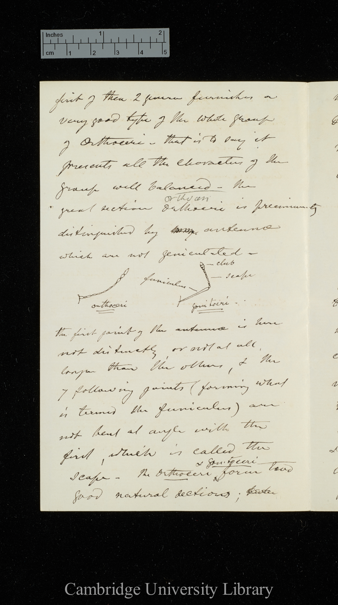 [George Robert Waterhouse] to Charles Robert Darwin