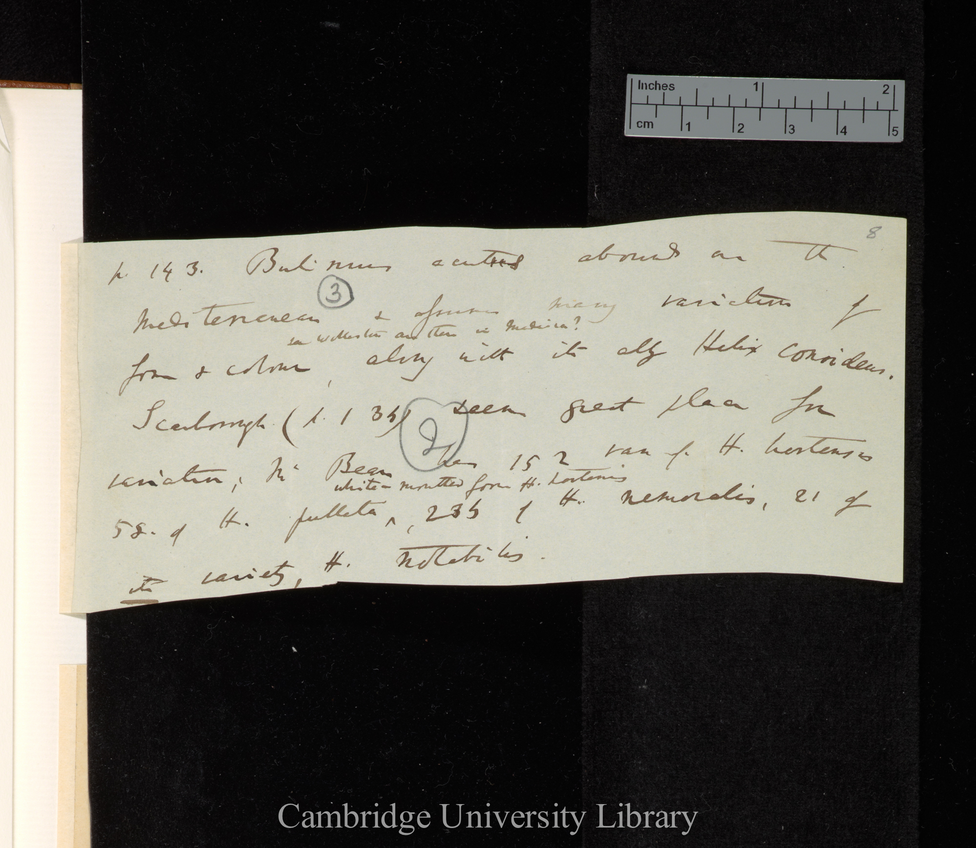 Forbes Report on the pulmonary Mollusca in British Isles &#39;British Assoc Adv Sci rep&#39; 1839