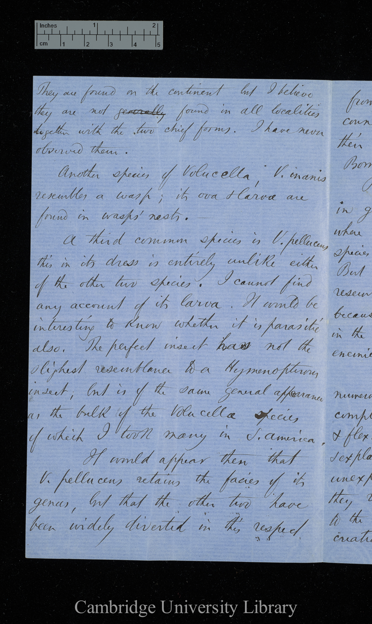 Henry Walter Bates to Charles Robert Darwin