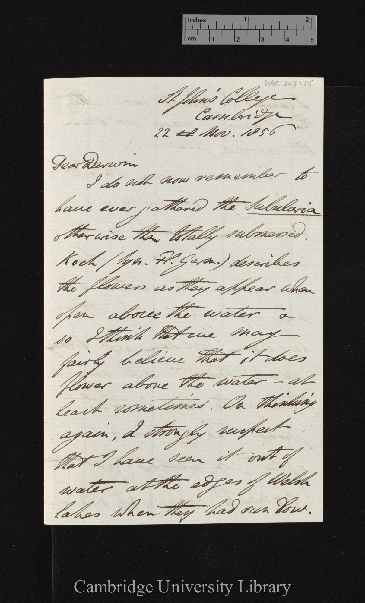 Charles Cardale Babington to Charles Robert Darwin