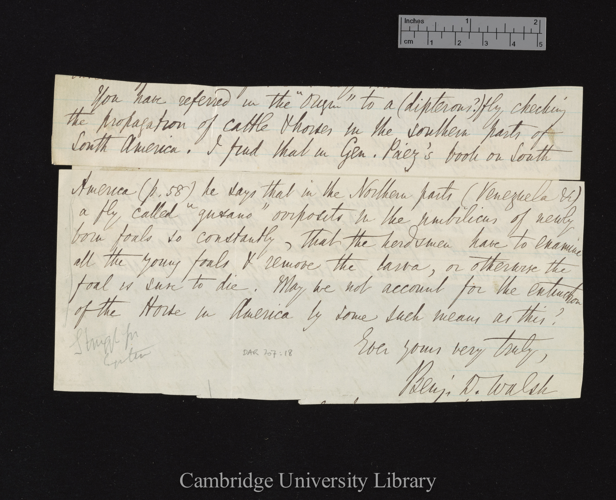 Benjamin Dann Walsh to Charles Robert Darwin